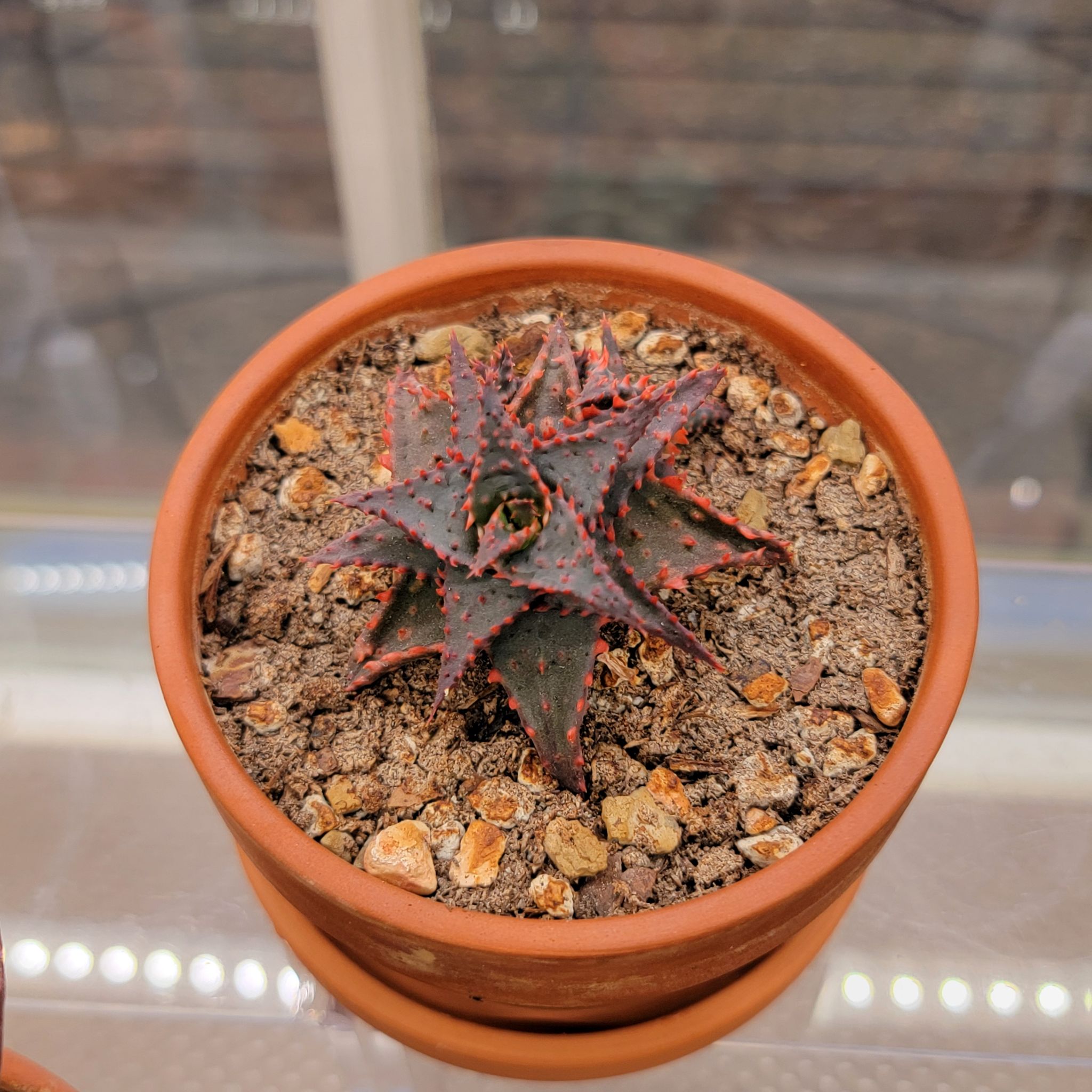 A healthy Aloe 'Christmas Sleigh' plant in a terracotta pot with visible soil.