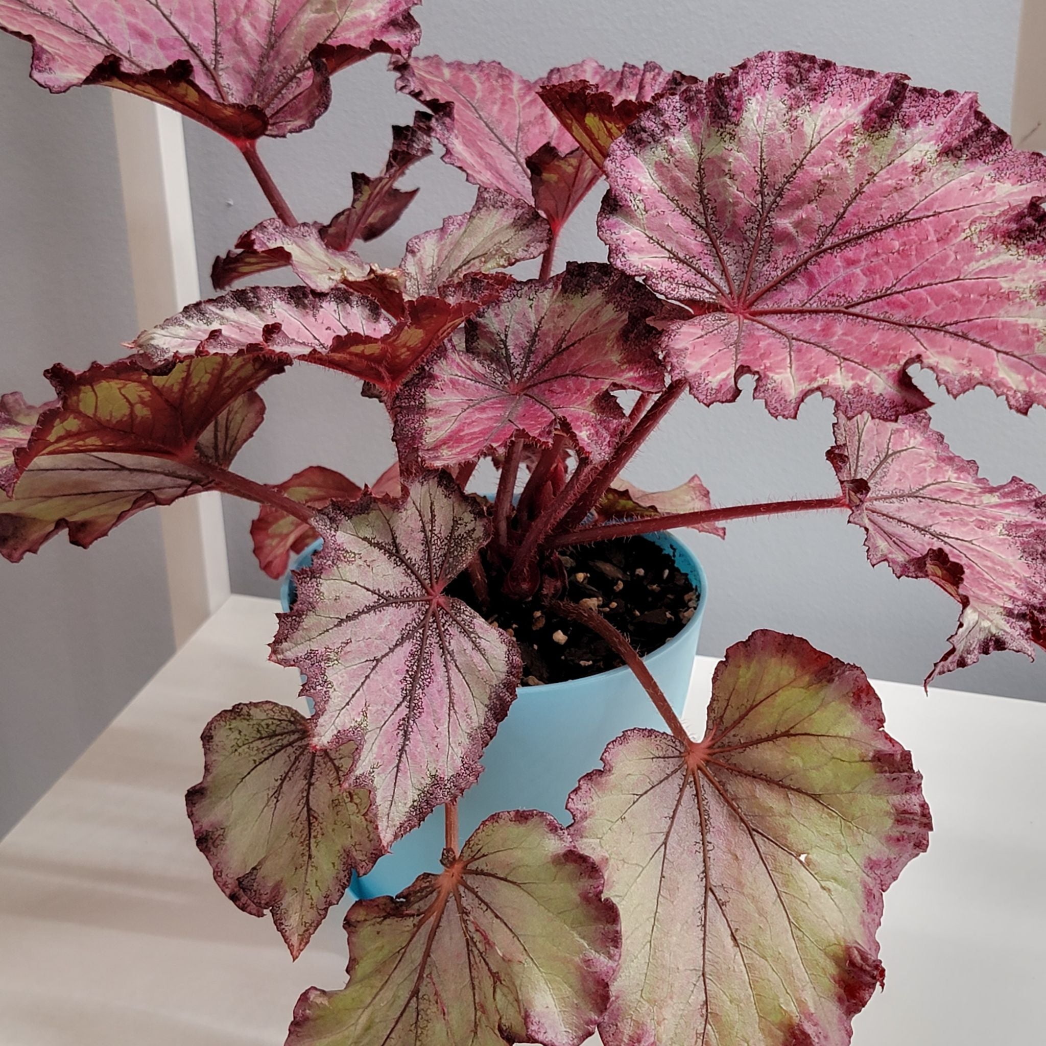 Choosing Fertilizer For My Rex Begonia