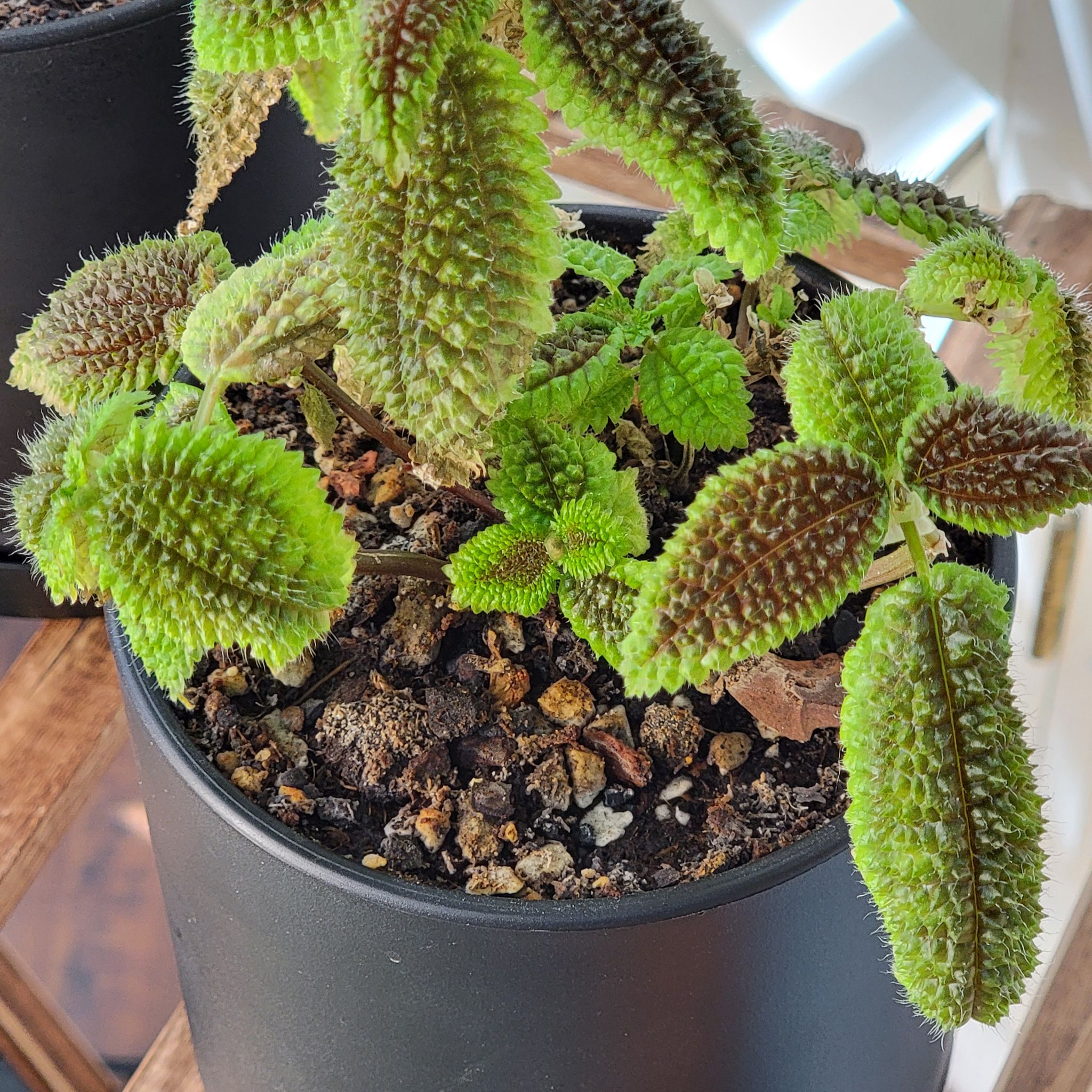 Pilea 'Moon Valley' plant in a black pot with textured green leaves and some browning edges.