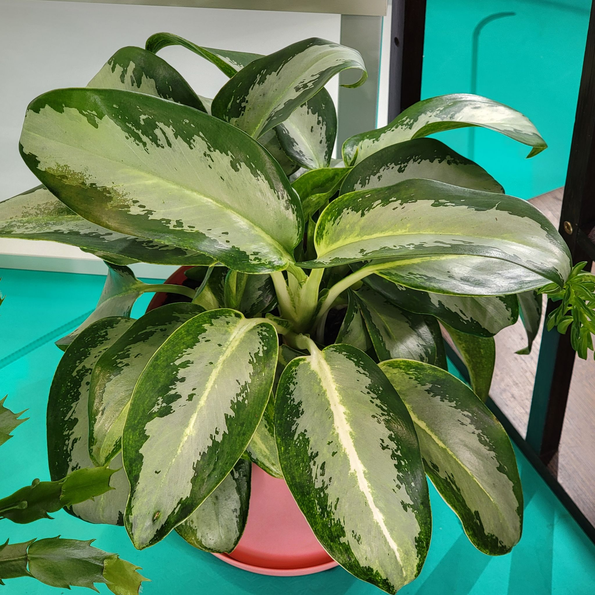 Photo of the plant species Aglaonema 'Green Bowl' by @Bunny413 named Agatha on Greg, the plant care app