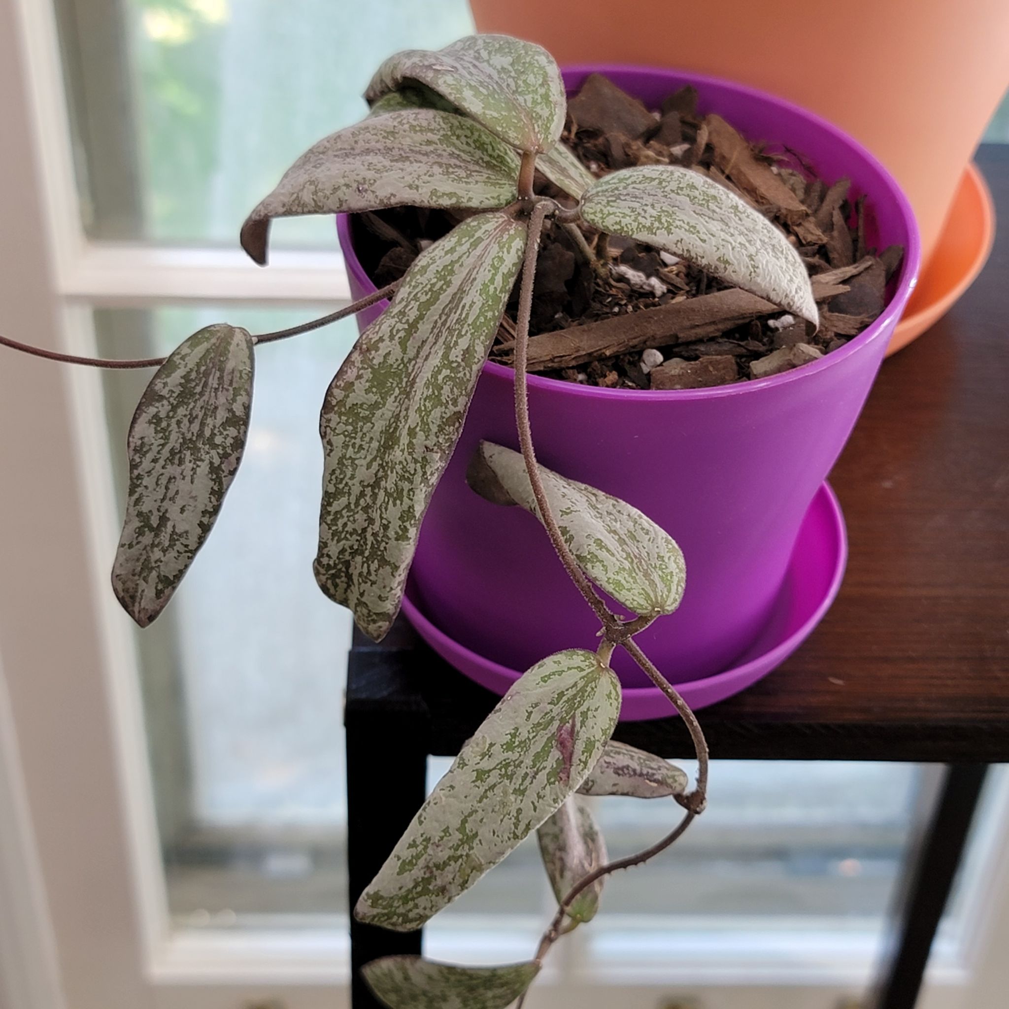 Hoya Sigillatis plant in a purple pot with mottled leaves, placed on a wooden surface.