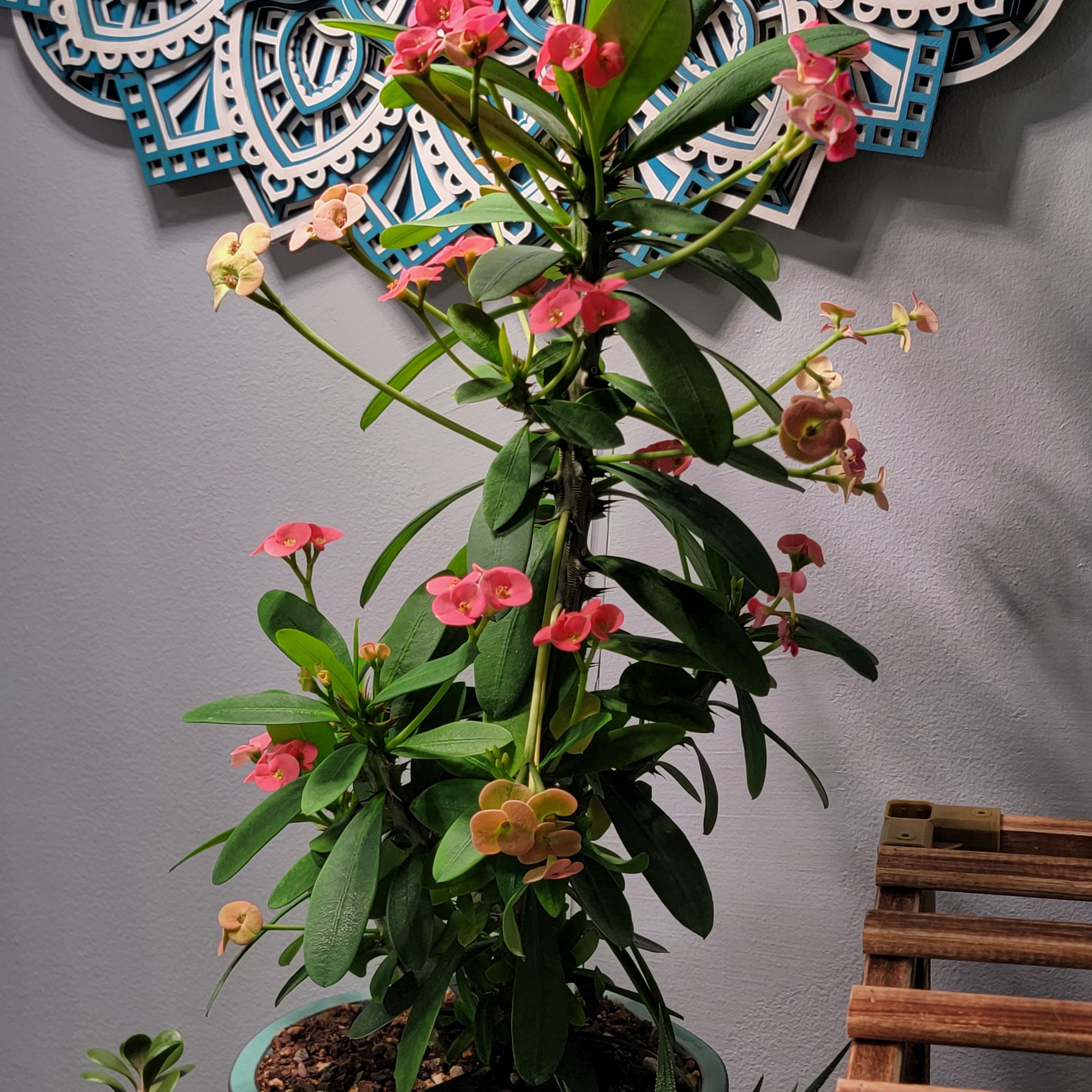 Photo of the plant species Euphorbia milii 'Pink' by @Bunny413 named Milli on Greg, the plant care app