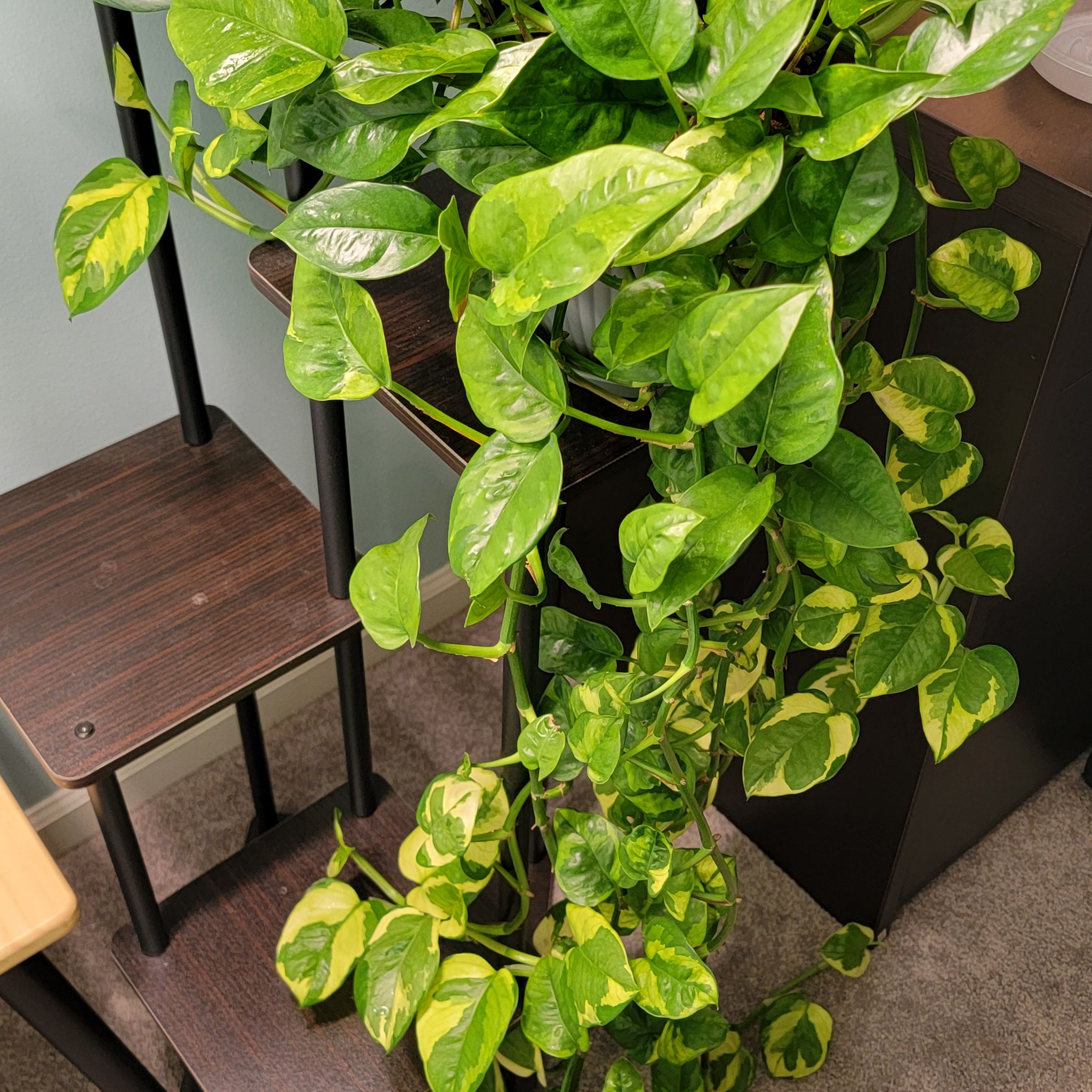 Healthy Lemon Meringue Pothos plant with vibrant green and yellow variegated leaves trailing down.