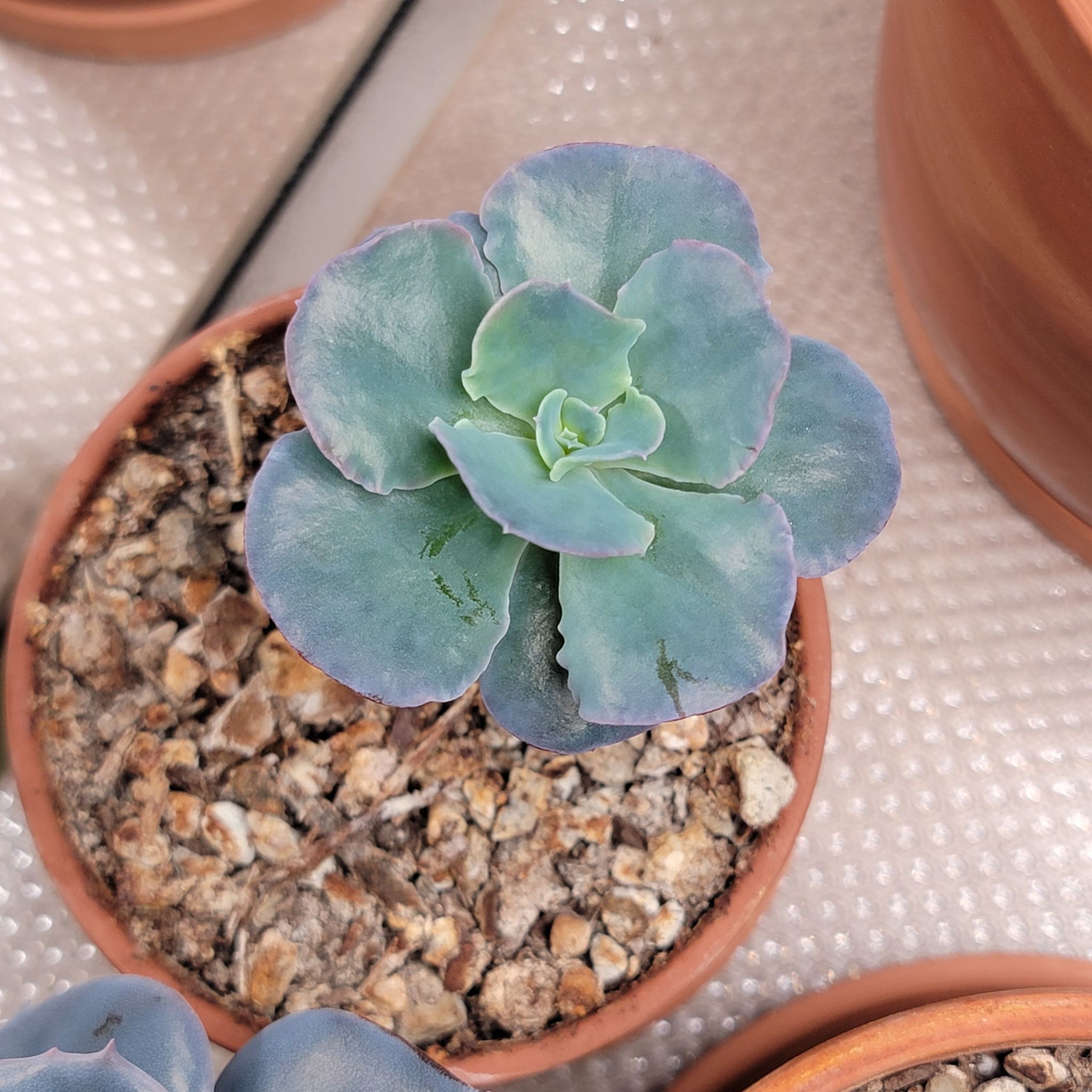 Photo of the plant species Echeveria 'Blue Frills' by @Bunny413 named Baby Blue Frills on Greg, the plant care app
