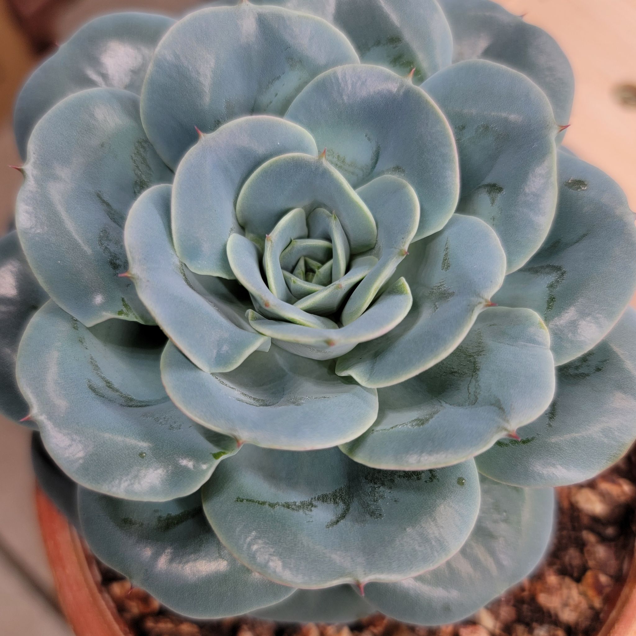 Photo of the plant species Echeveria 'Blue Curls' by @Bunny413 named Baby Nami on Greg, the plant care app