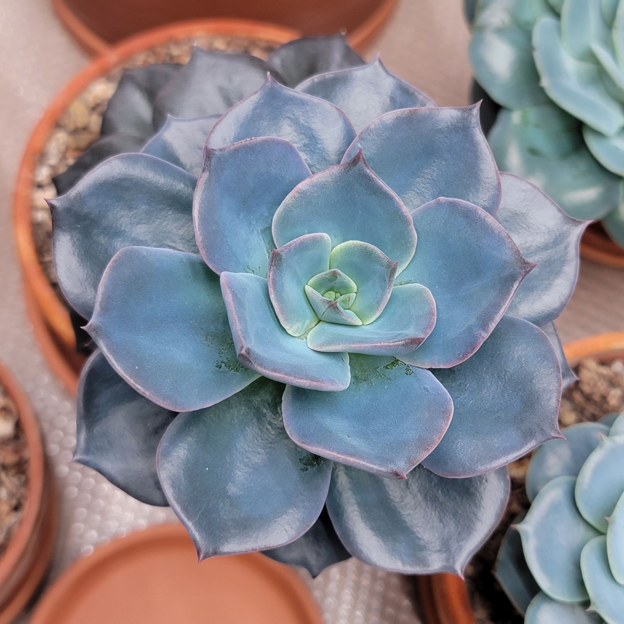 Photo of the plant species Echeveria 'Colorshift' by @Bunny413 named Baby Shifty on Greg, the plant care app