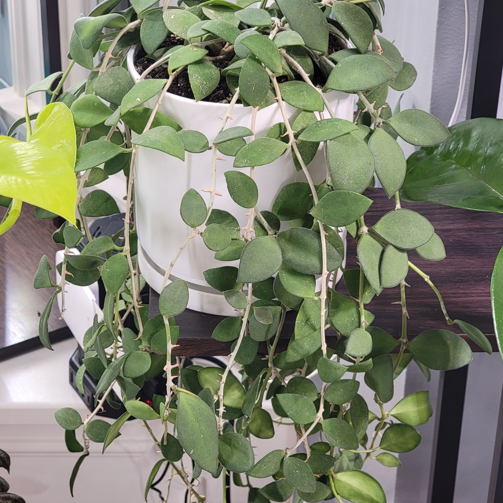 Hoya nummularioides plant in a white pot with green leaves, well-framed and in focus.