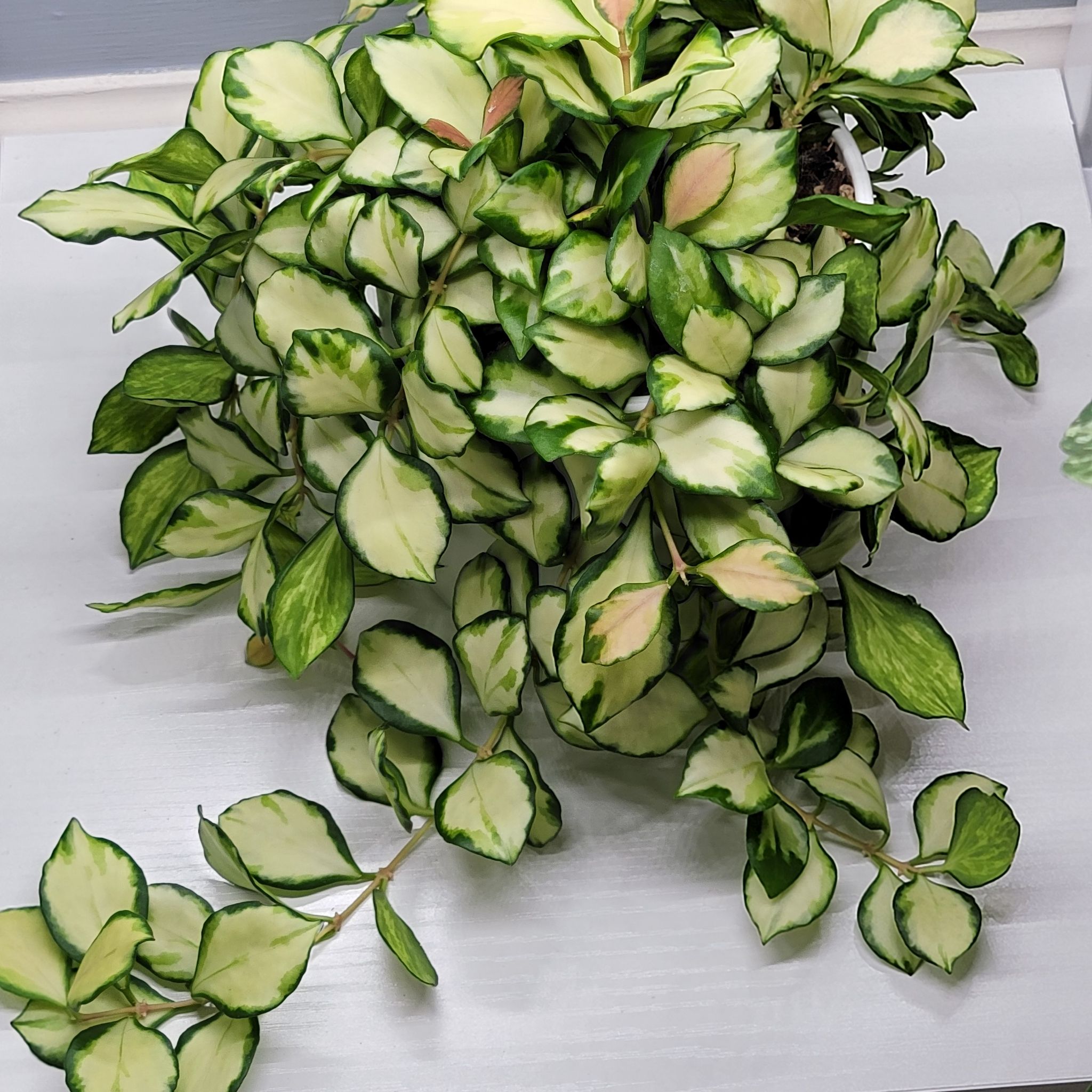 Healthy Hoya heuschkeliana variegata plant with variegated leaves.