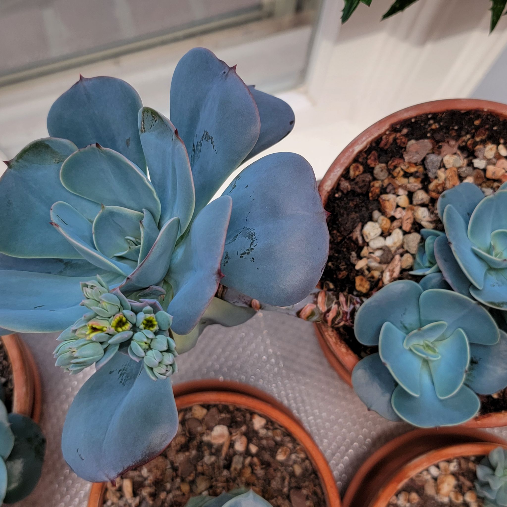 Photo of the plant species Echeveria 'Blue Sky' by @Bunny413 named Baby Sky on Greg, the plant care app