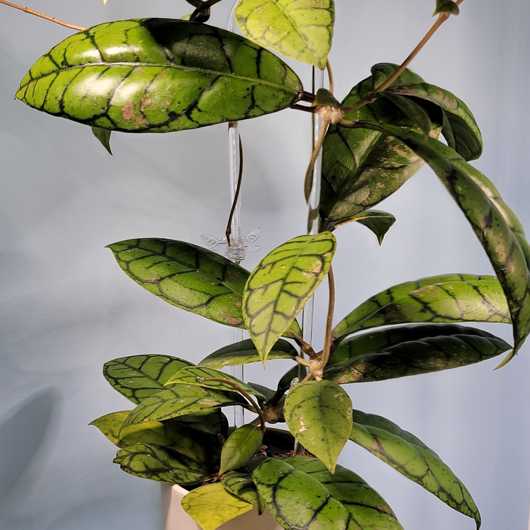 Stiff Leafed Hoya plant with vibrant green leaves and distinct dark veins.