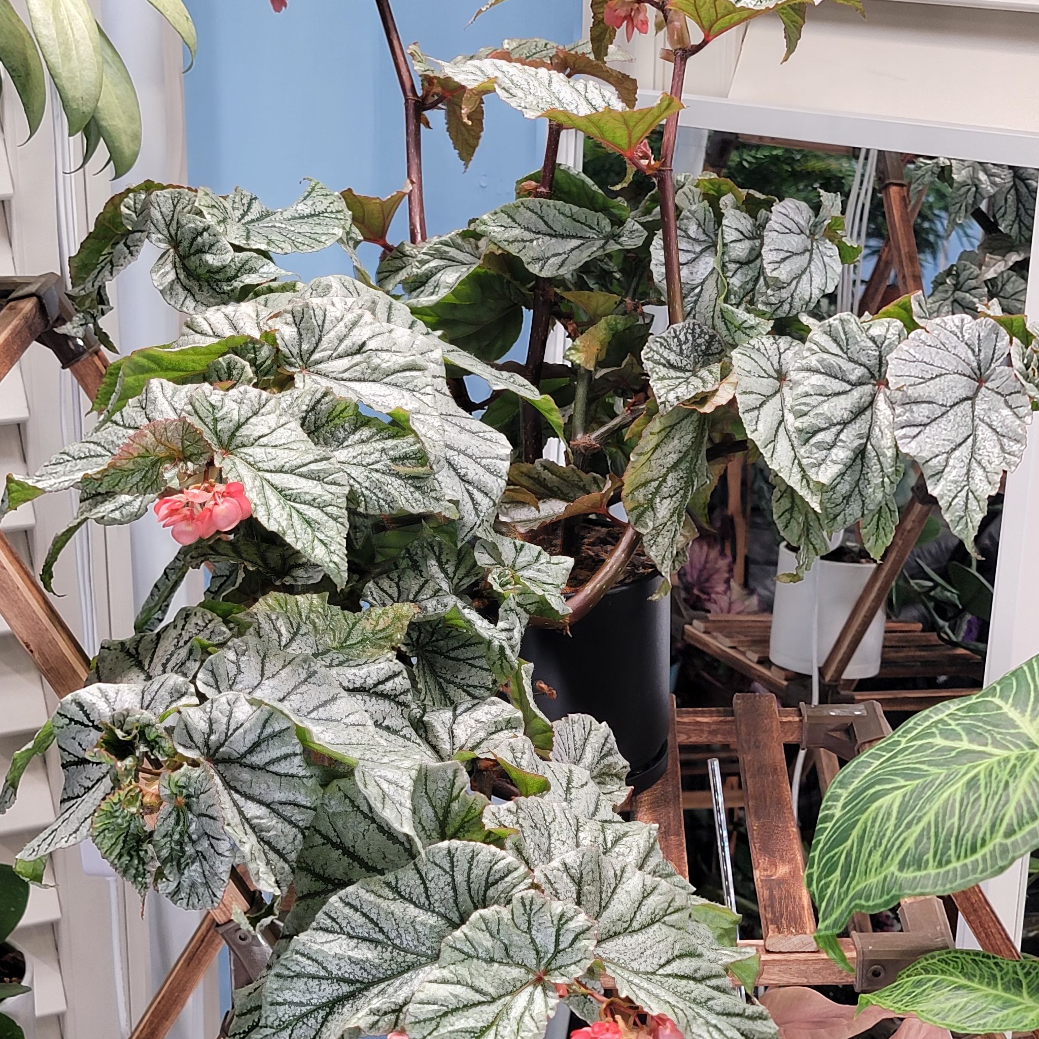 Photo of the plant species Begonia 'Don Miller' by @Bunny413 named Donnie on Greg, the plant care app