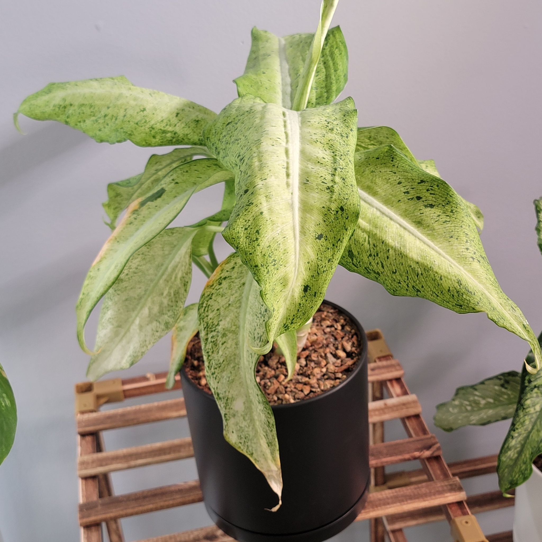 Dieffenbachia 'Camouflage' plant in a black pot with variegated leaves.