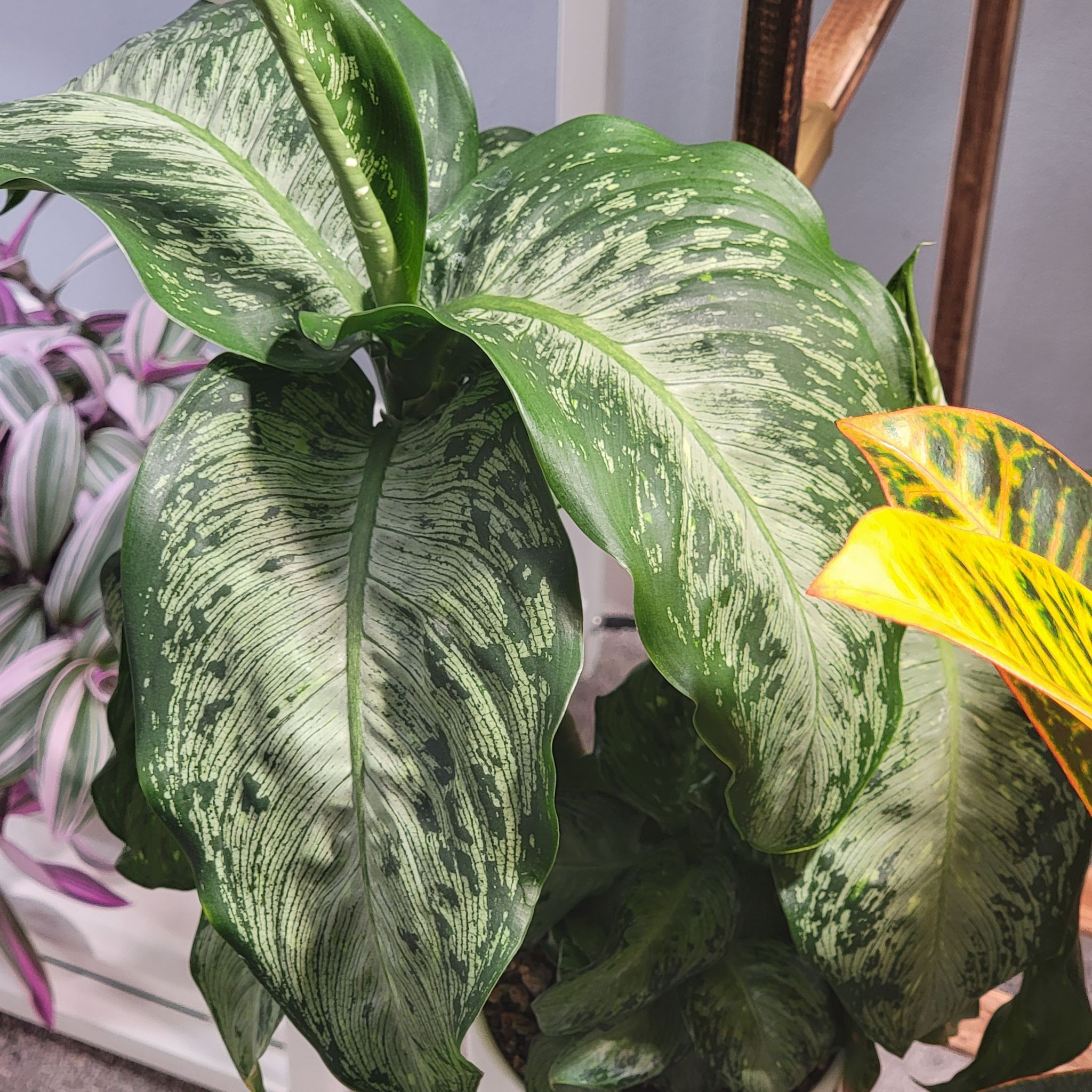 Photo of the plant species Dieffenbachia 'Tropic Snow' by @Bunny413 named Thunder on Greg, the plant care app