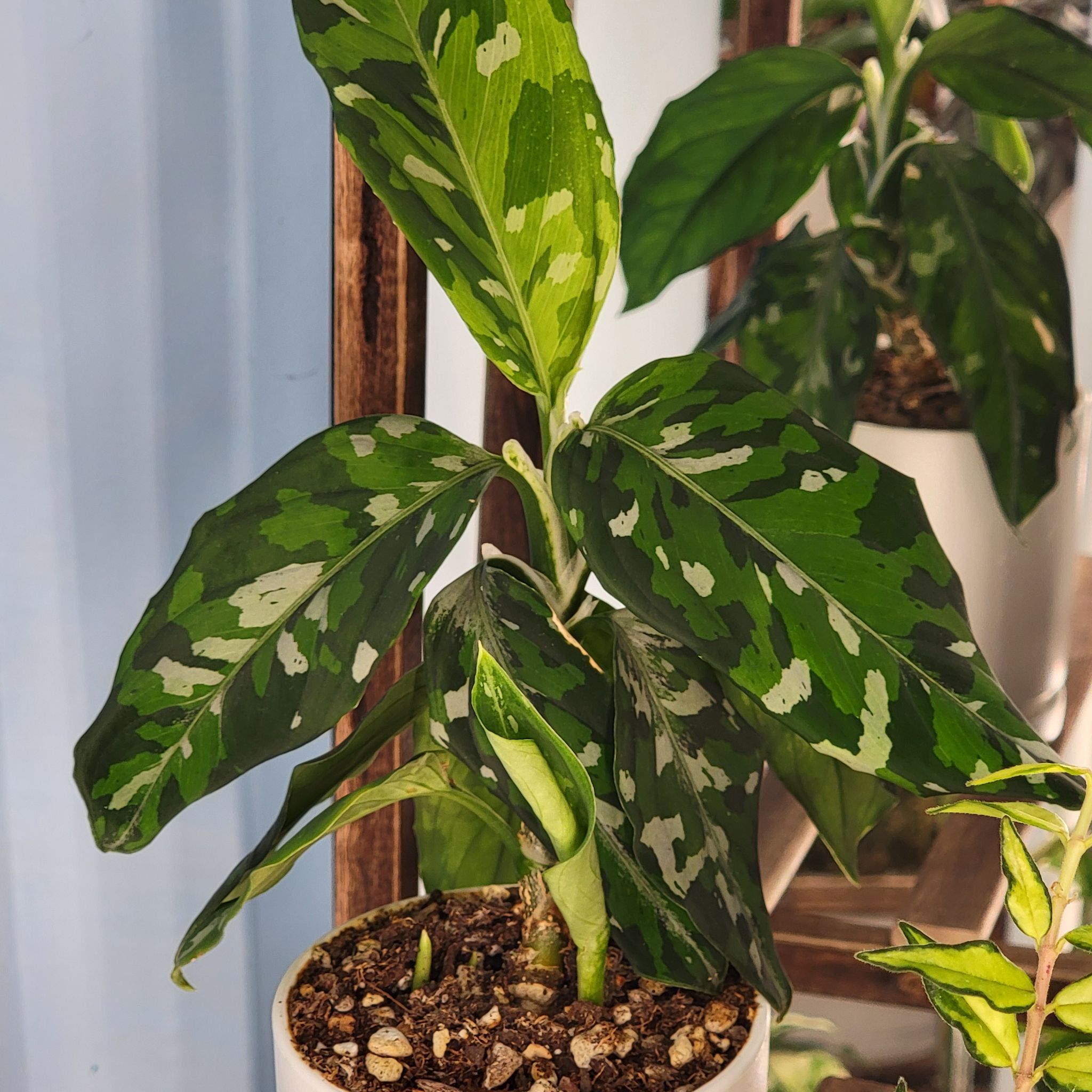 Aglaonema 'Tricolor' plant in a white pot with variegated green leaves.