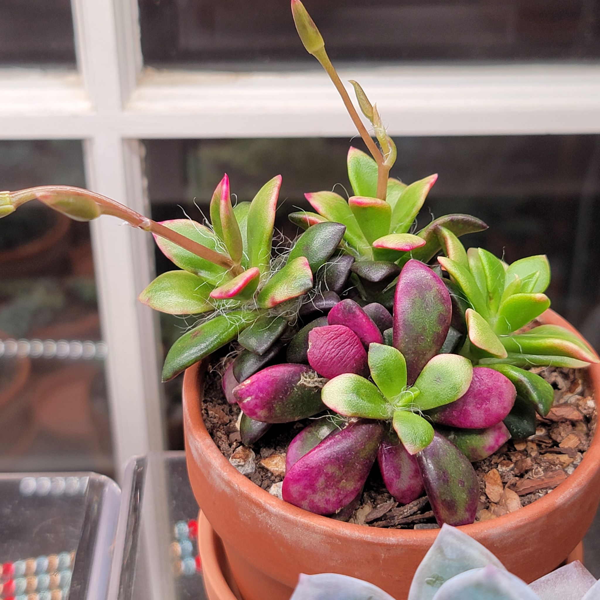 Potted Anacampseros telephiastrum 'Variegata' with vibrant green and purple leaves.