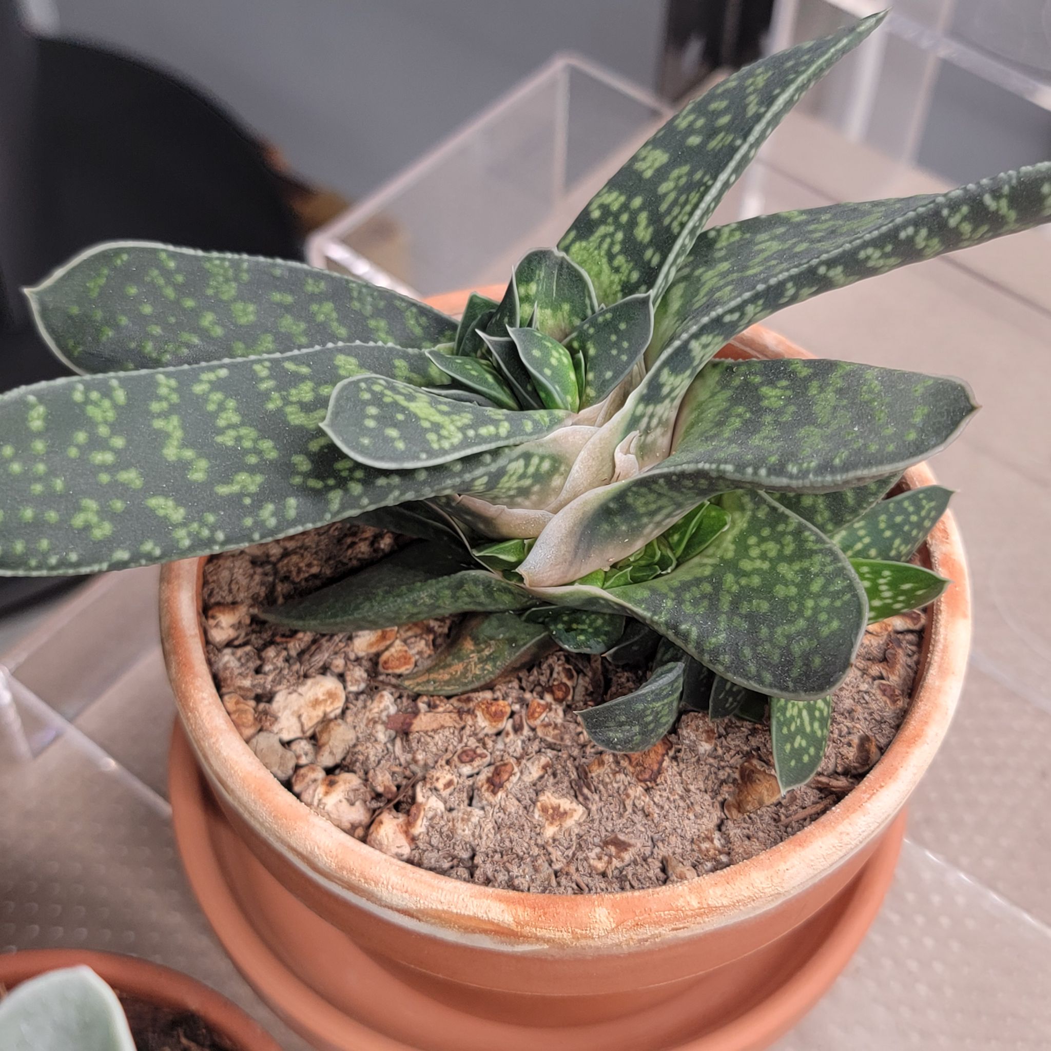 Photo of the plant species Gasteria gracilis by @Bunny413 named Grace on Greg, the plant care app