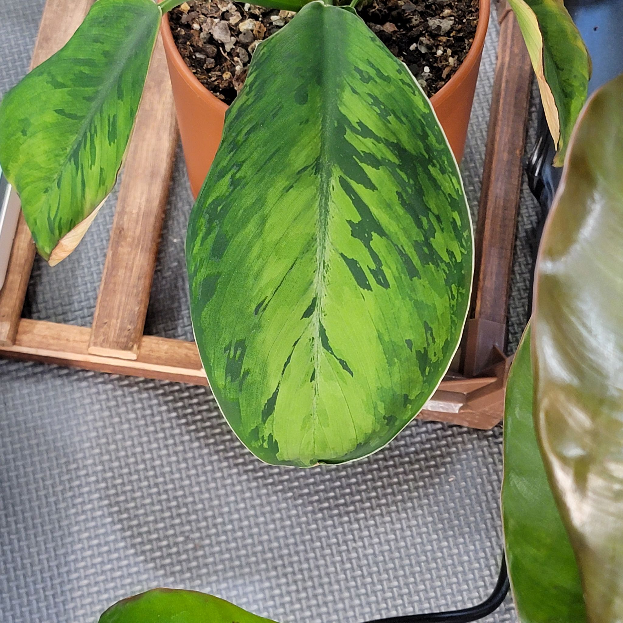 Homalomena 'Selby' plant with healthy green variegated leaves in a pot.