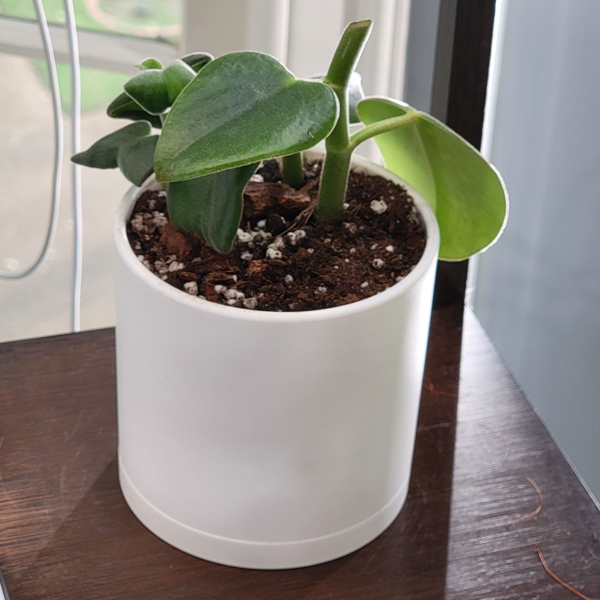 Felted Peperomia plant in a white pot with visible soil, healthy green leaves.