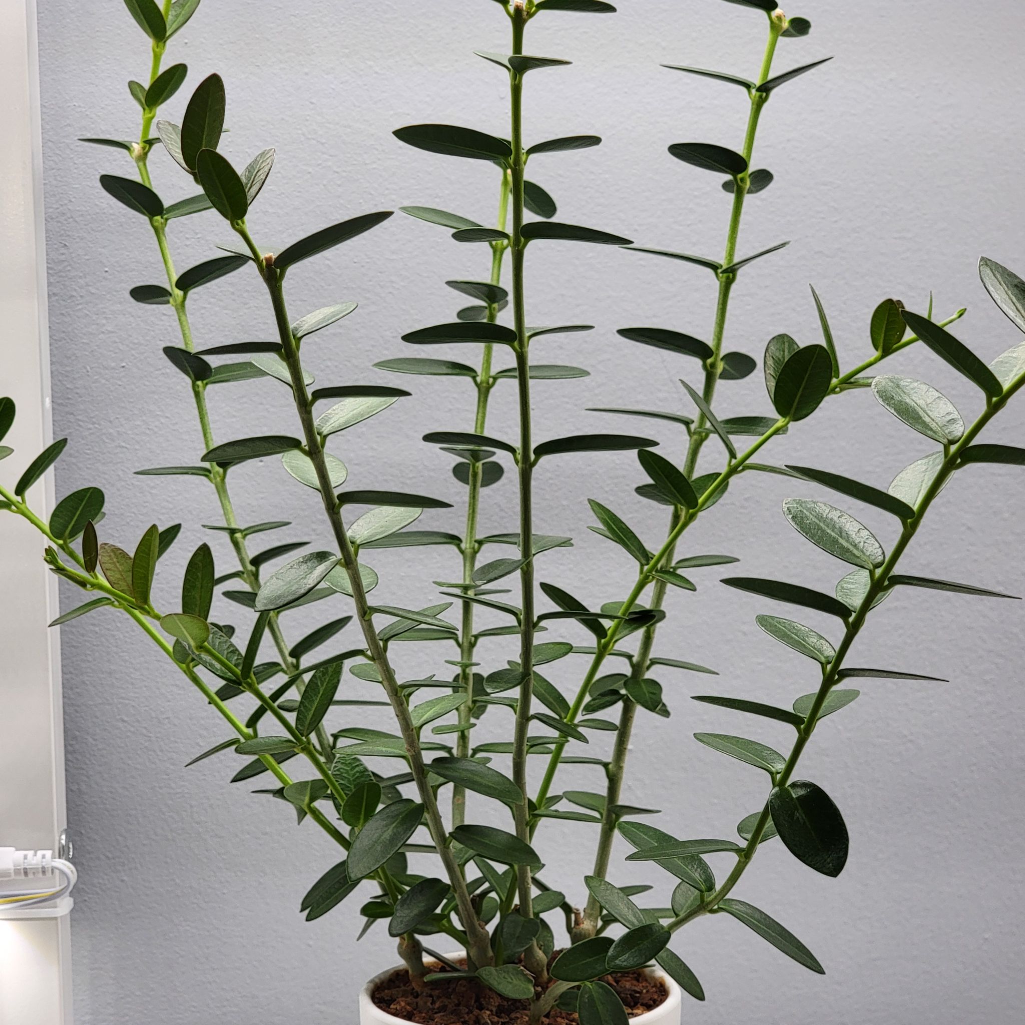 Bush Hoya plant with green stems and leaves in a white pot, well-framed and in focus.