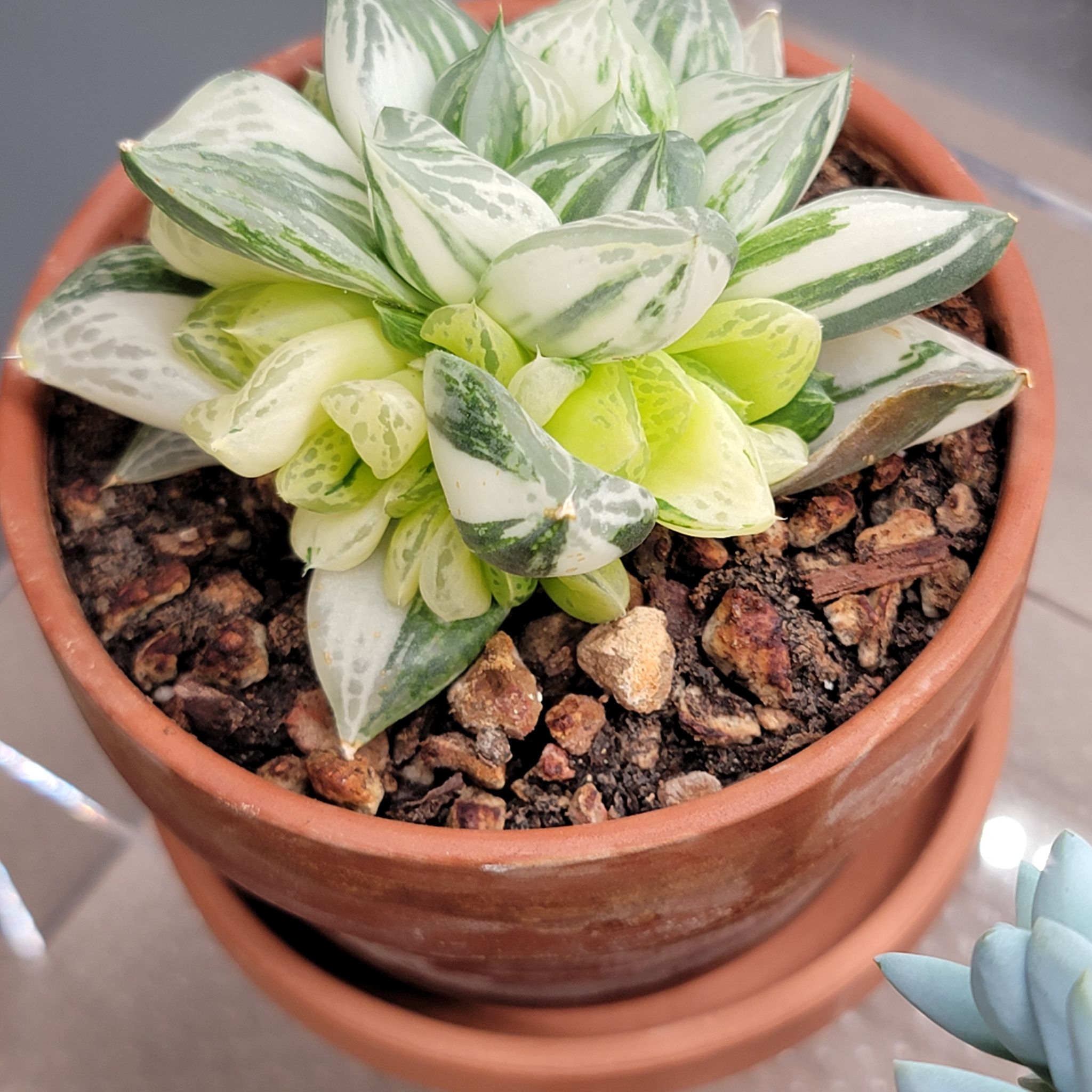 Photo of the plant species Haworthia cuspidata 'Variegata' by @Bunny413 named Atticus on Greg, the plant care app