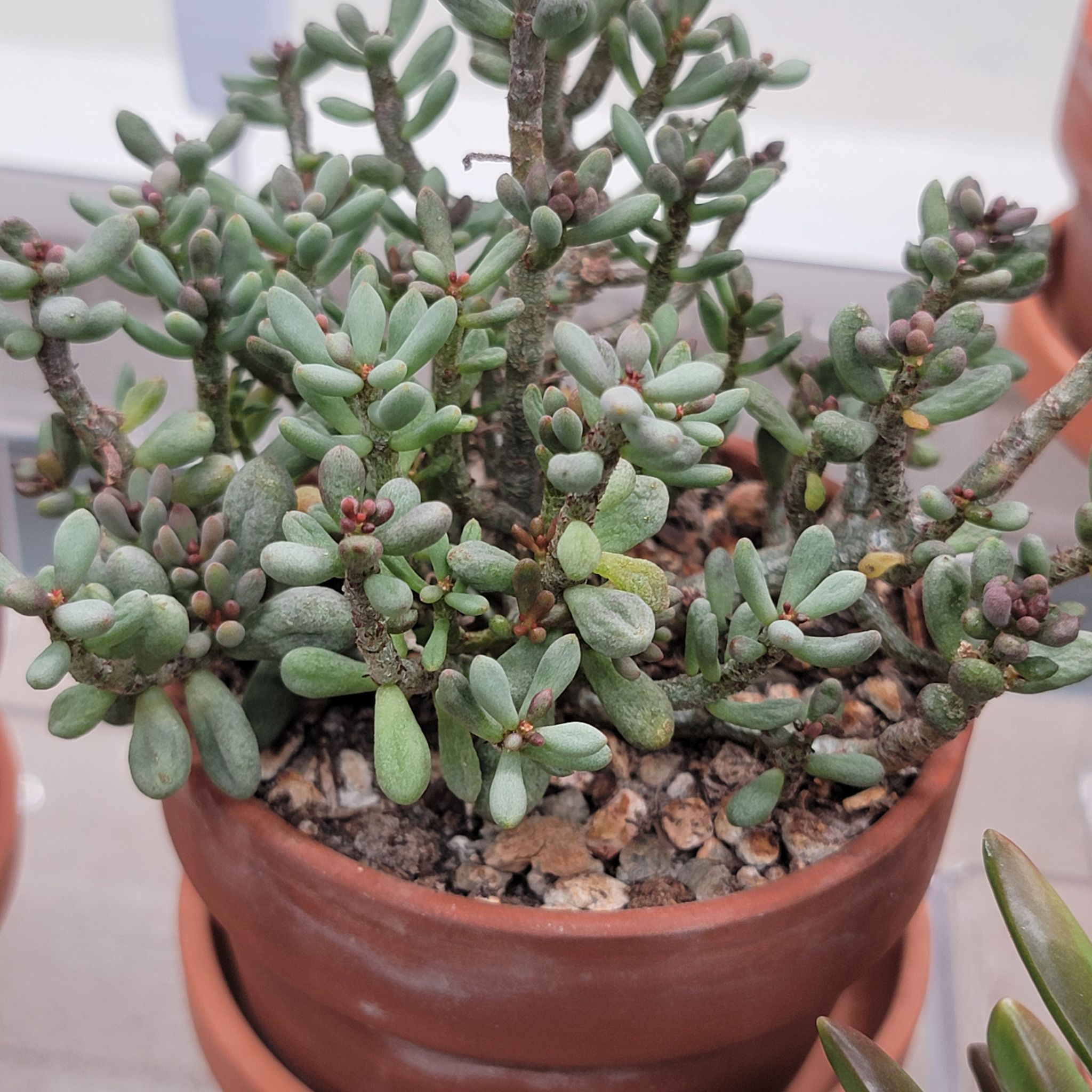 Photo of the plant species Fairy Tale Plant by @Bunny413 named Happy on Greg, the plant care app