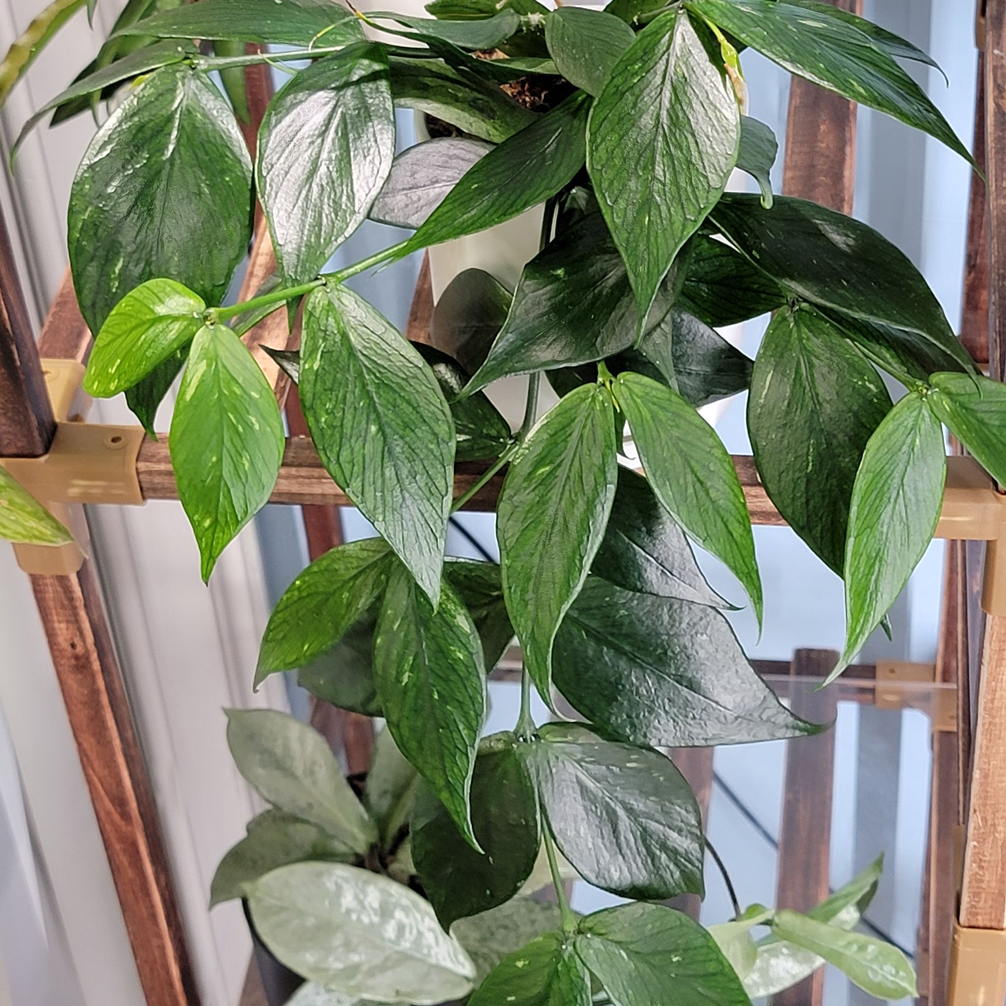 Fishtail Hoya plant with dark green, glossy leaves cascading down a wooden structure.