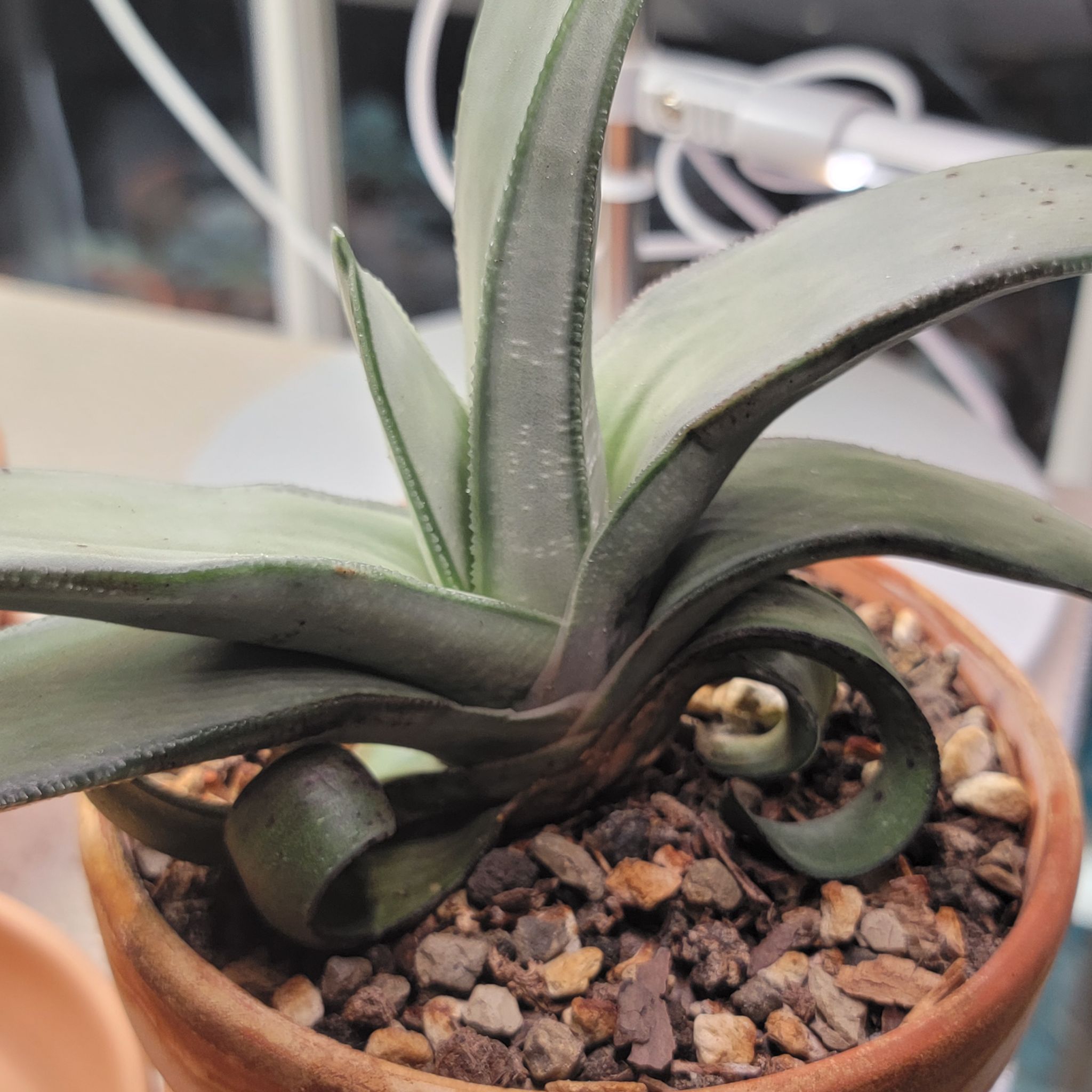 Photo of the plant species Gasteria 'Grey' by @Bunny413 named Gaston on Greg, the plant care app