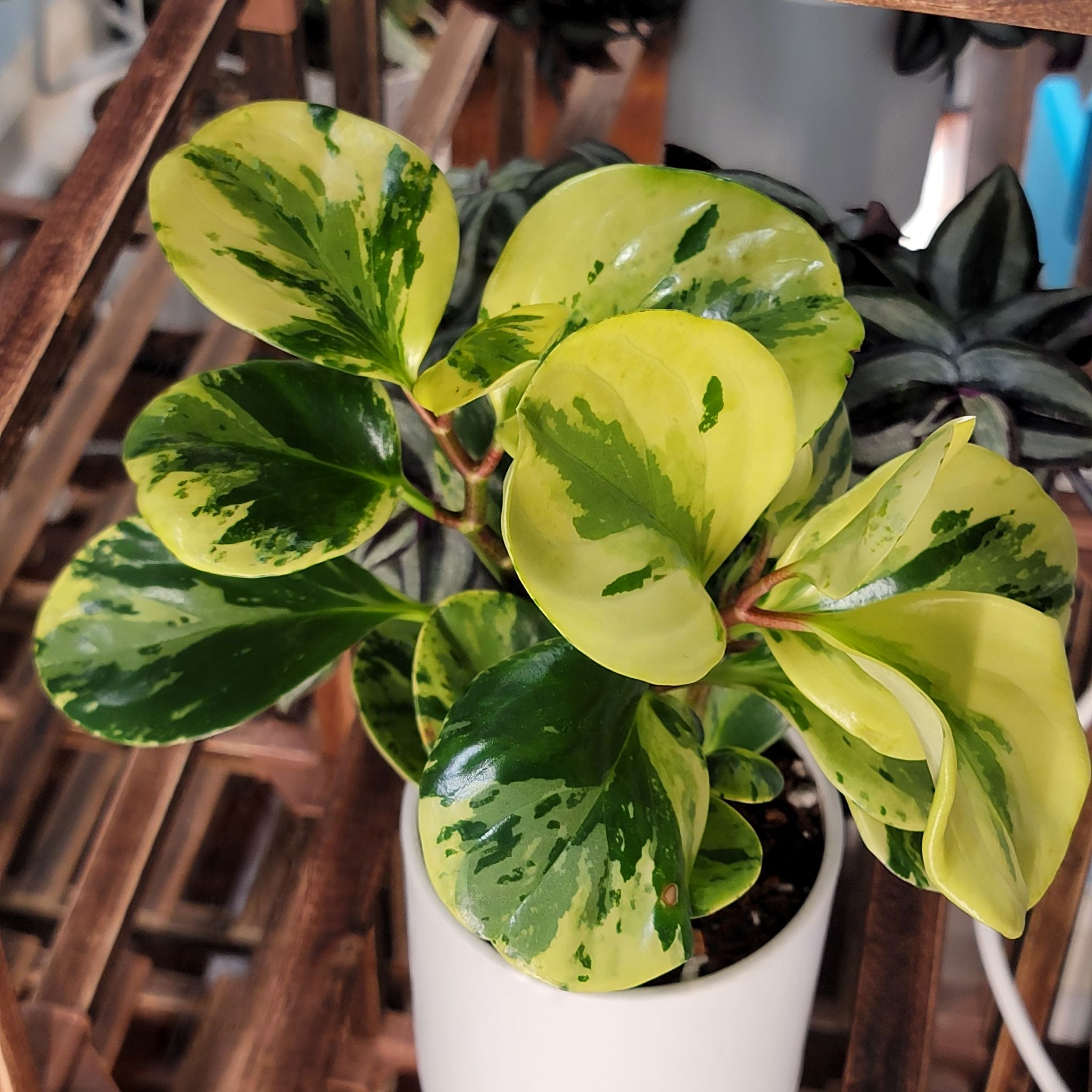 Marble Peperomia plant in a white pot with variegated green and yellow leaves.