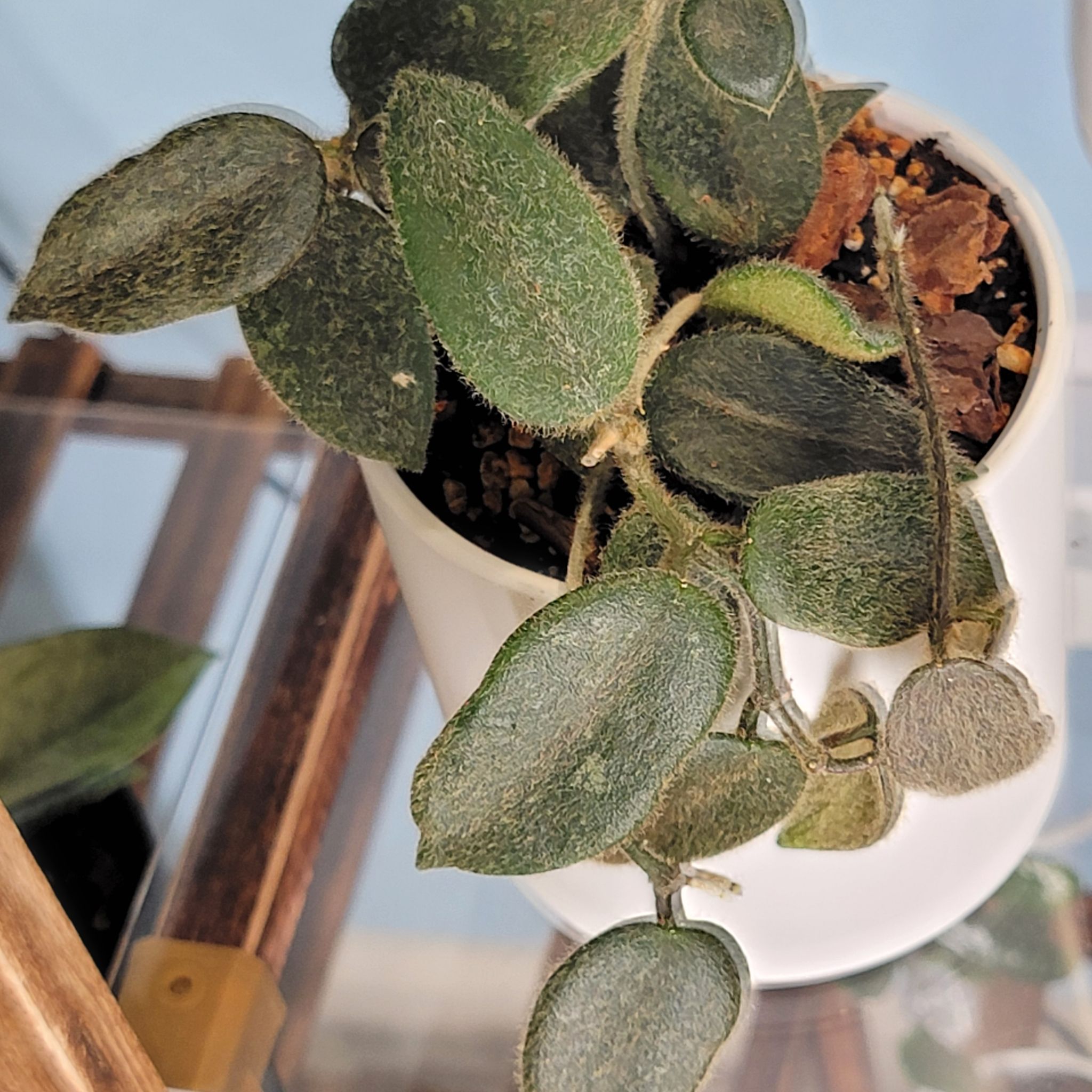 Photo of the plant species Hoya thomsonii by @Bunny413 named Teddy on Greg, the plant care app