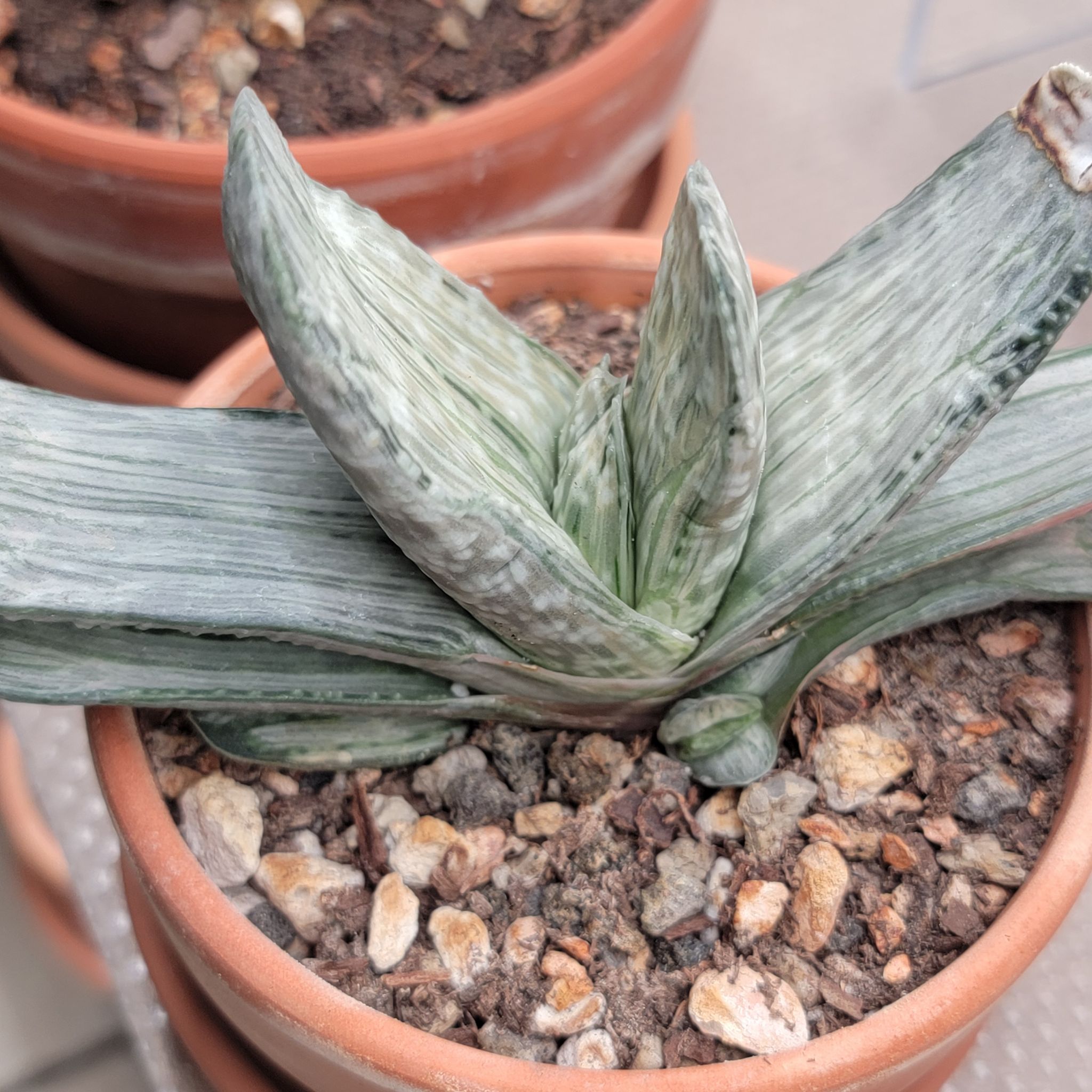 Photo of the plant species Fuji Yuki by @Bunny413 named Yuki on Greg, the plant care app
