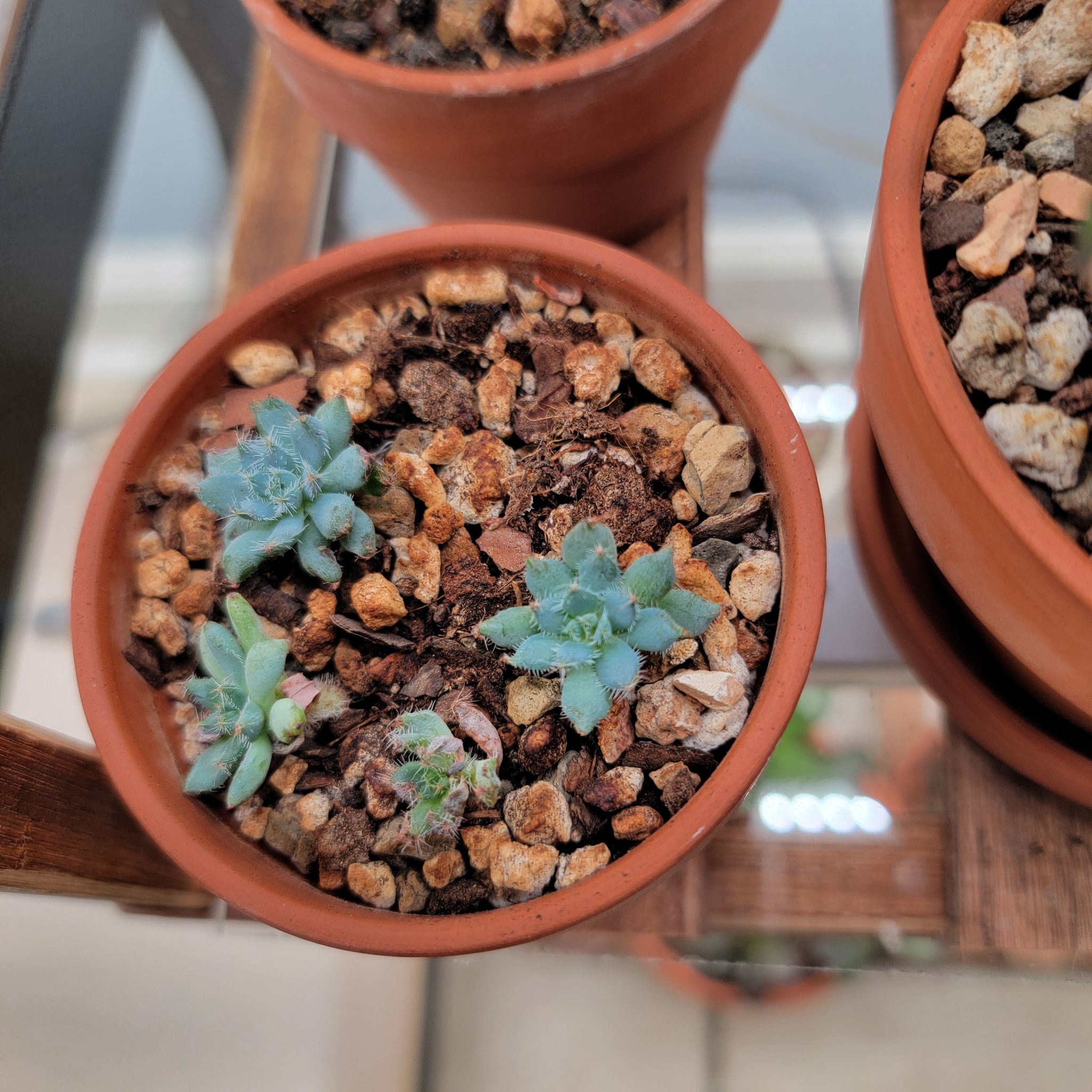 Photo of the plant species Echeveria setosa var. minor by @Bunny413 named Poppy on Greg, the plant care app
