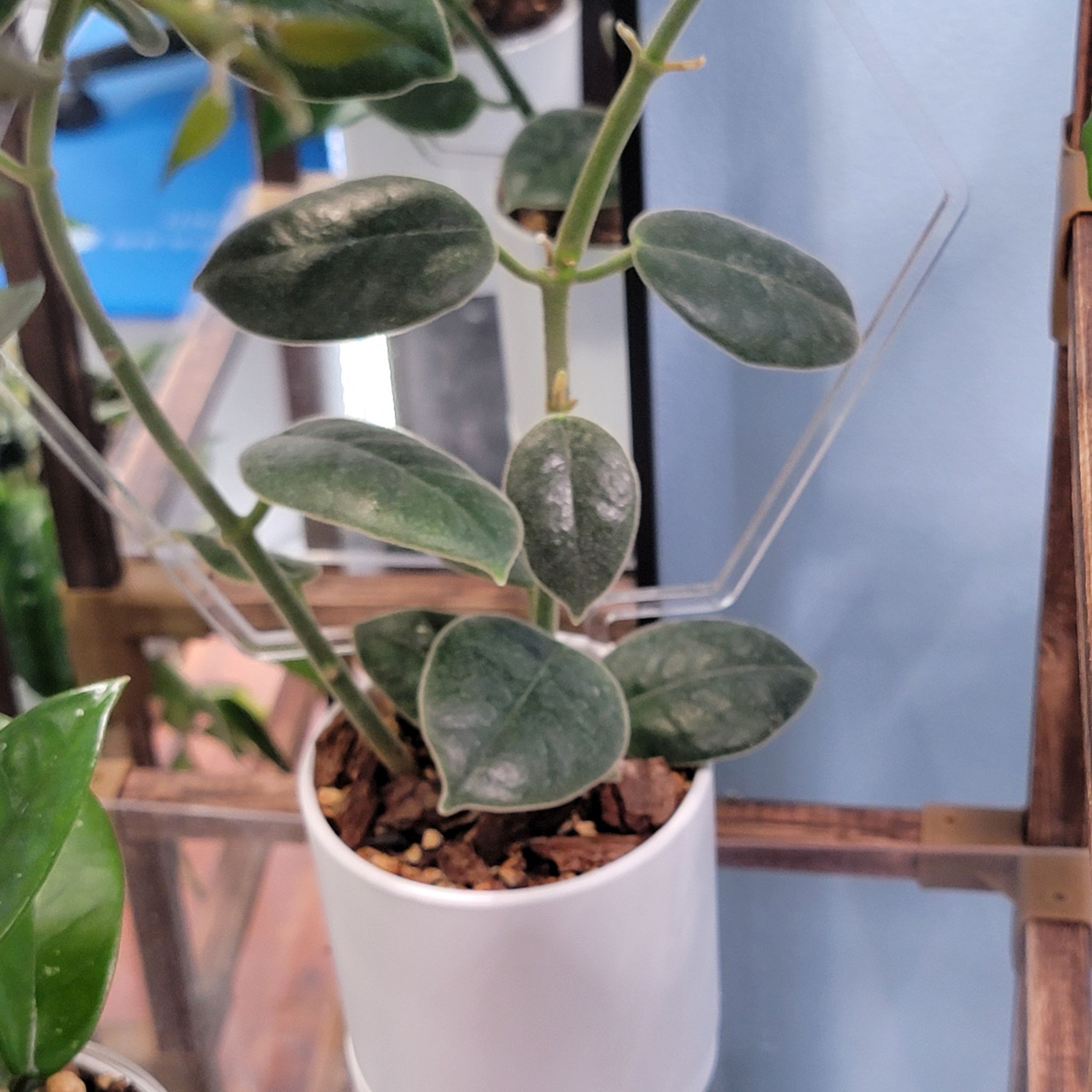 Photo of the plant species Black Hoya by @Bunny413 named Cecilia on Greg, the plant care app