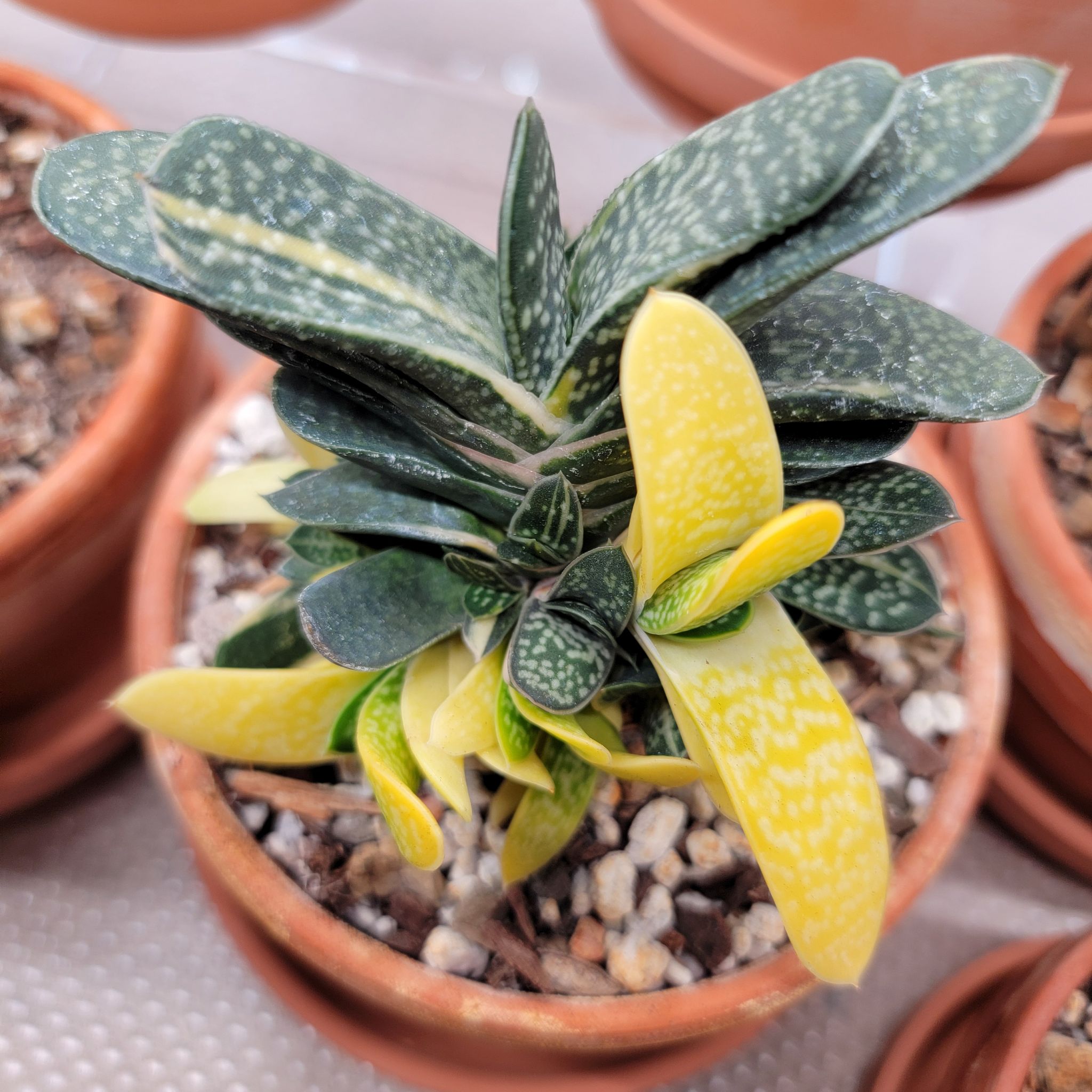 Photo of the plant species Gasteria gracilis by @Bunny413 named Pokey on Greg, the plant care app