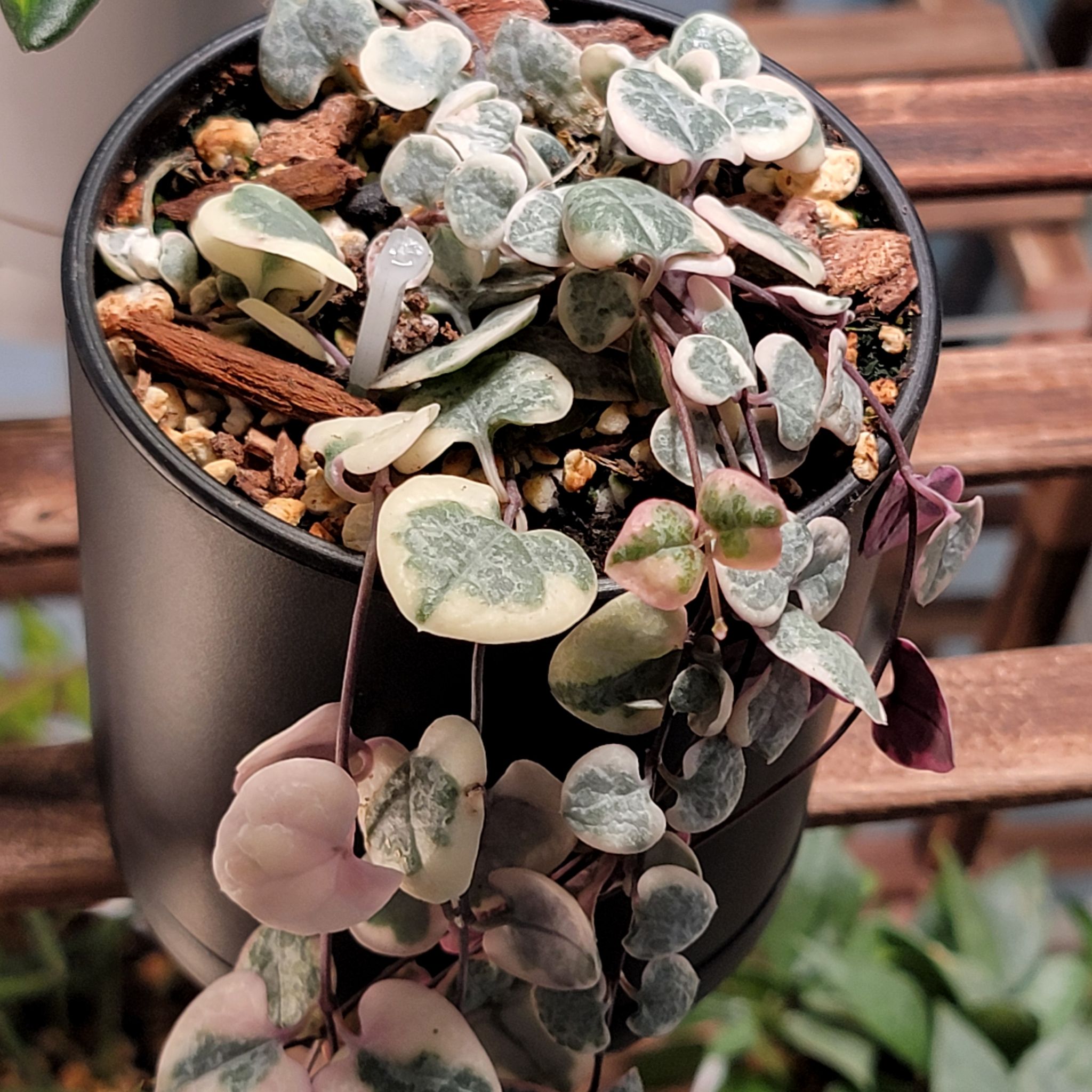 Photo of the plant species String of Hearts by @Bunny413 named Cooper on Greg, the plant care app