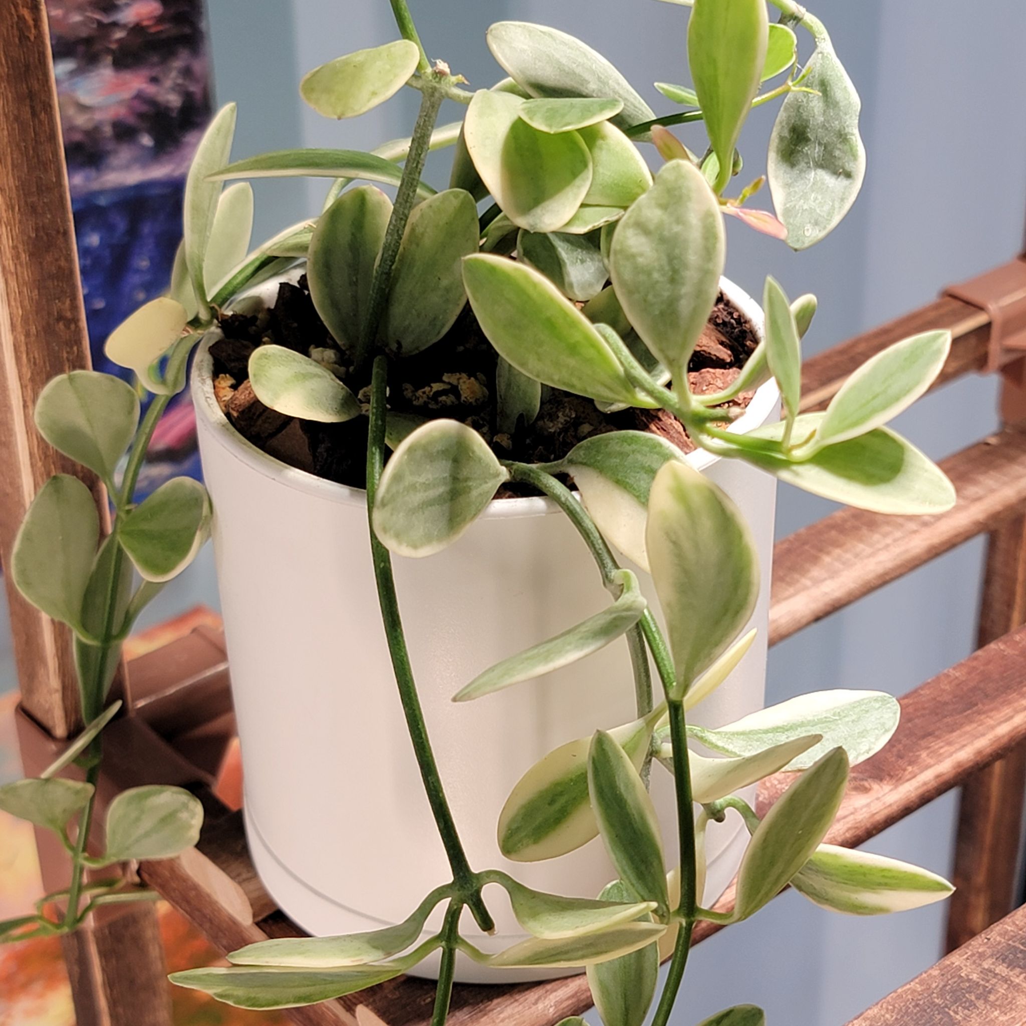 Dischidia oiantha 'Variegata' plant in a white pot with healthy variegated leaves.