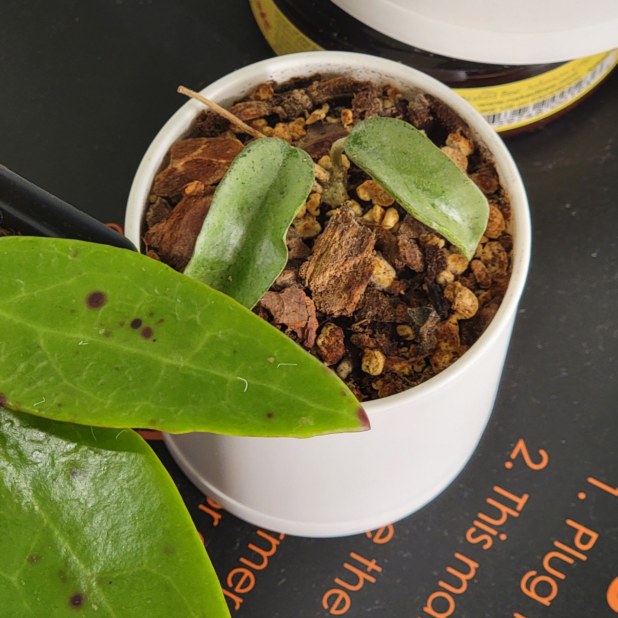 Photo of the plant species Grey Ghost Hoya Carnosa by @Bunny413 named Casper on Greg, the plant care app