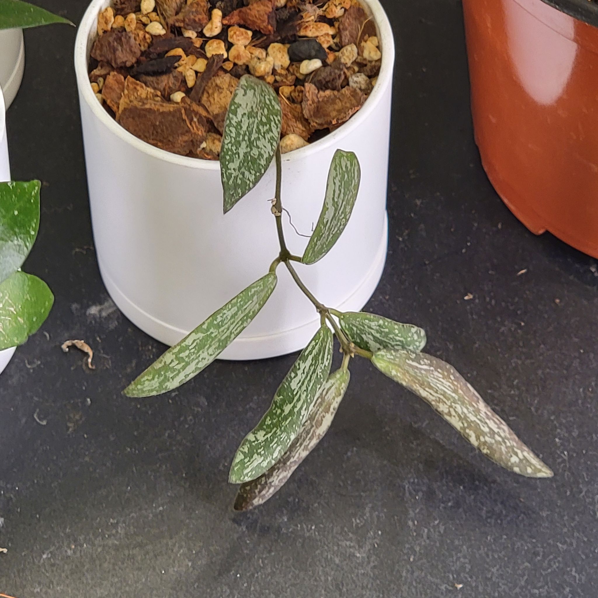 Hoya Sigillatis plant in a white pot with speckled leaves and visible soil.