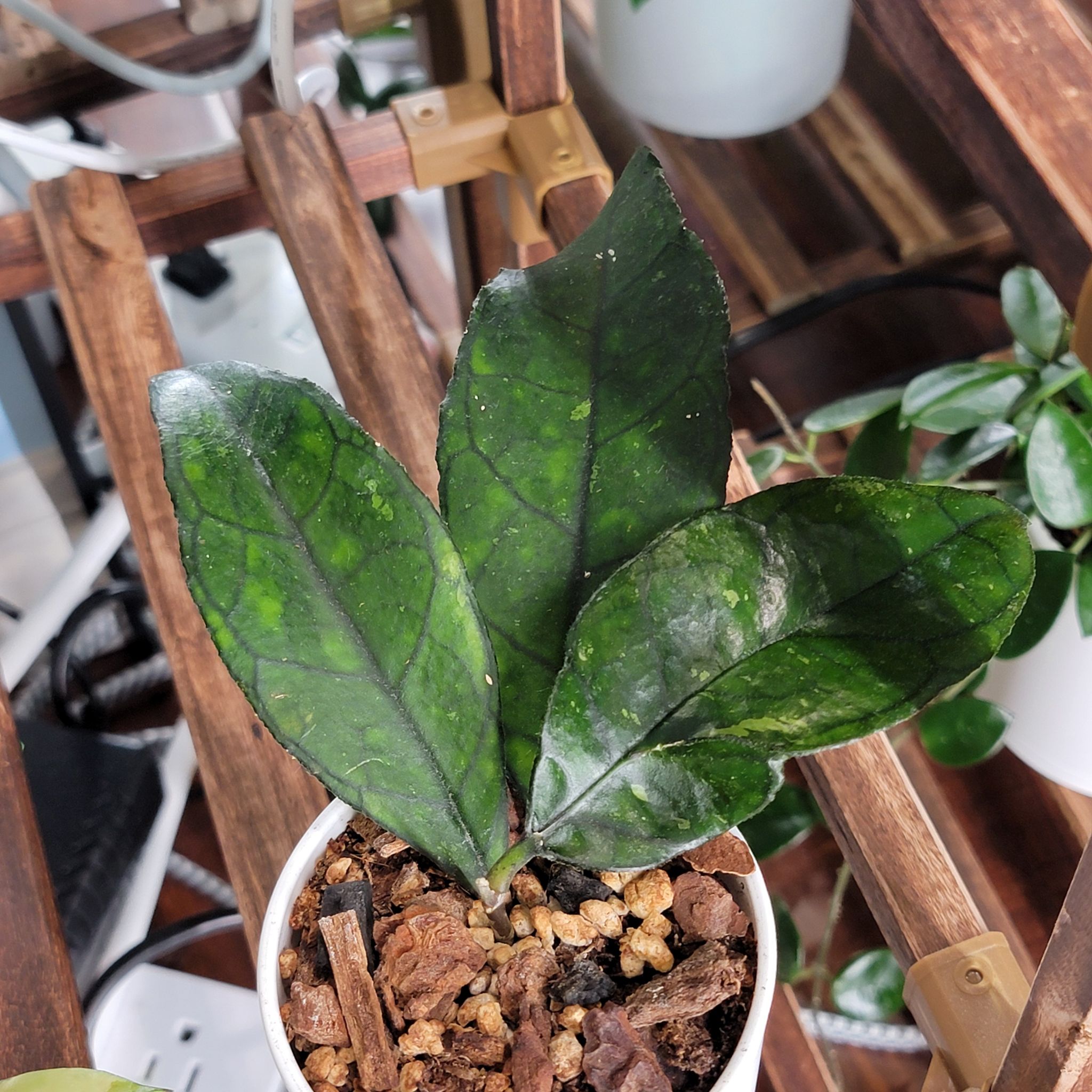 Photo of the plant species Hoya finlaysonii by @Bunny413 named Fin on Greg, the plant care app