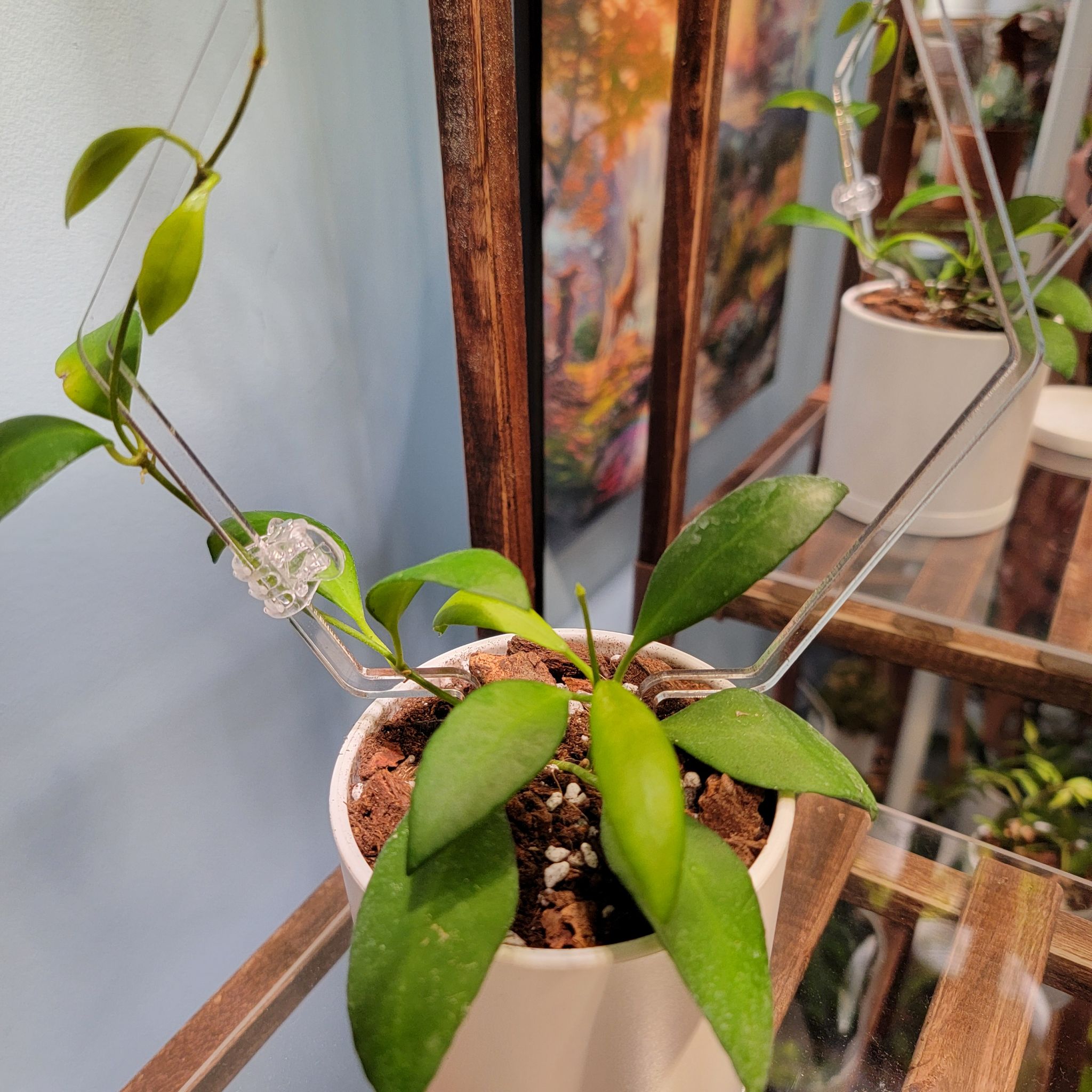 Potted Hoya heuschkeliana plant with green leaves, visible soil, well-framed and in focus.