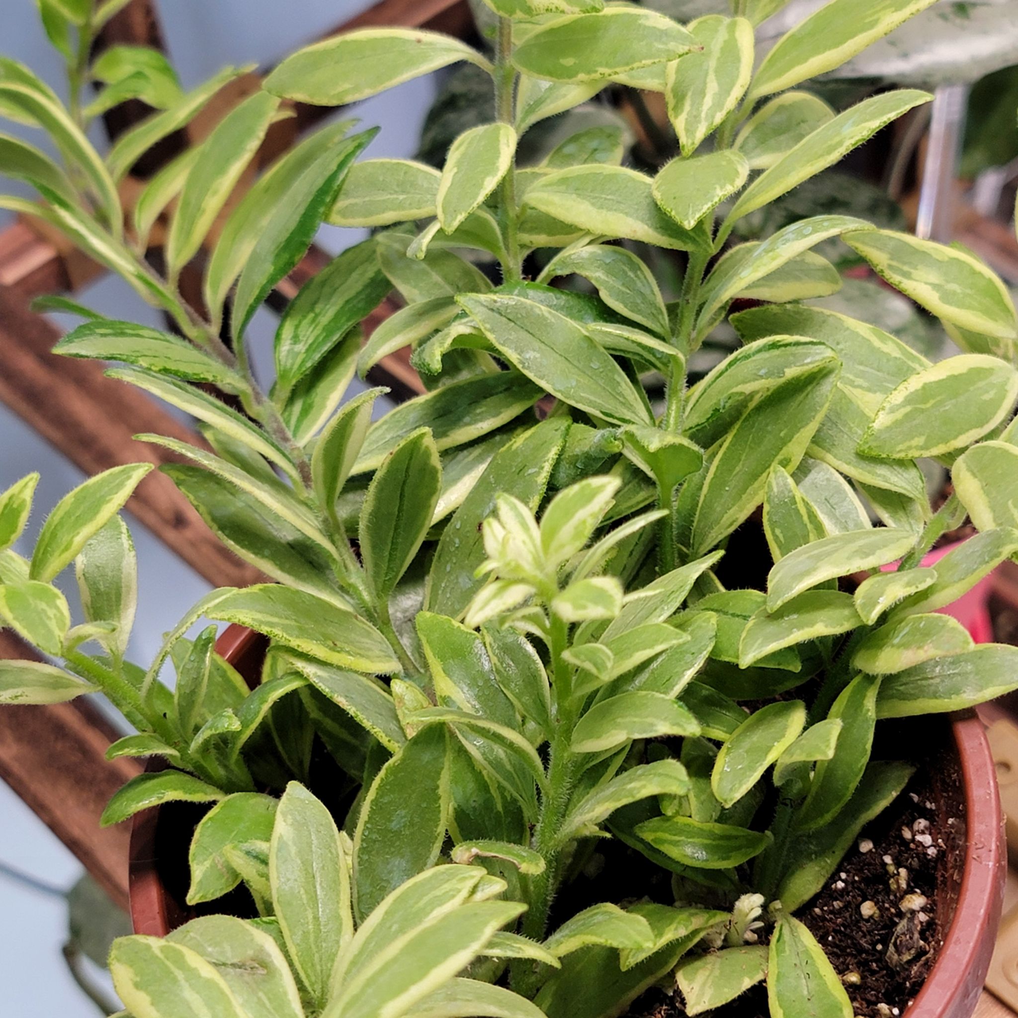 Plant care for Lipstick on Greg, the plant care app