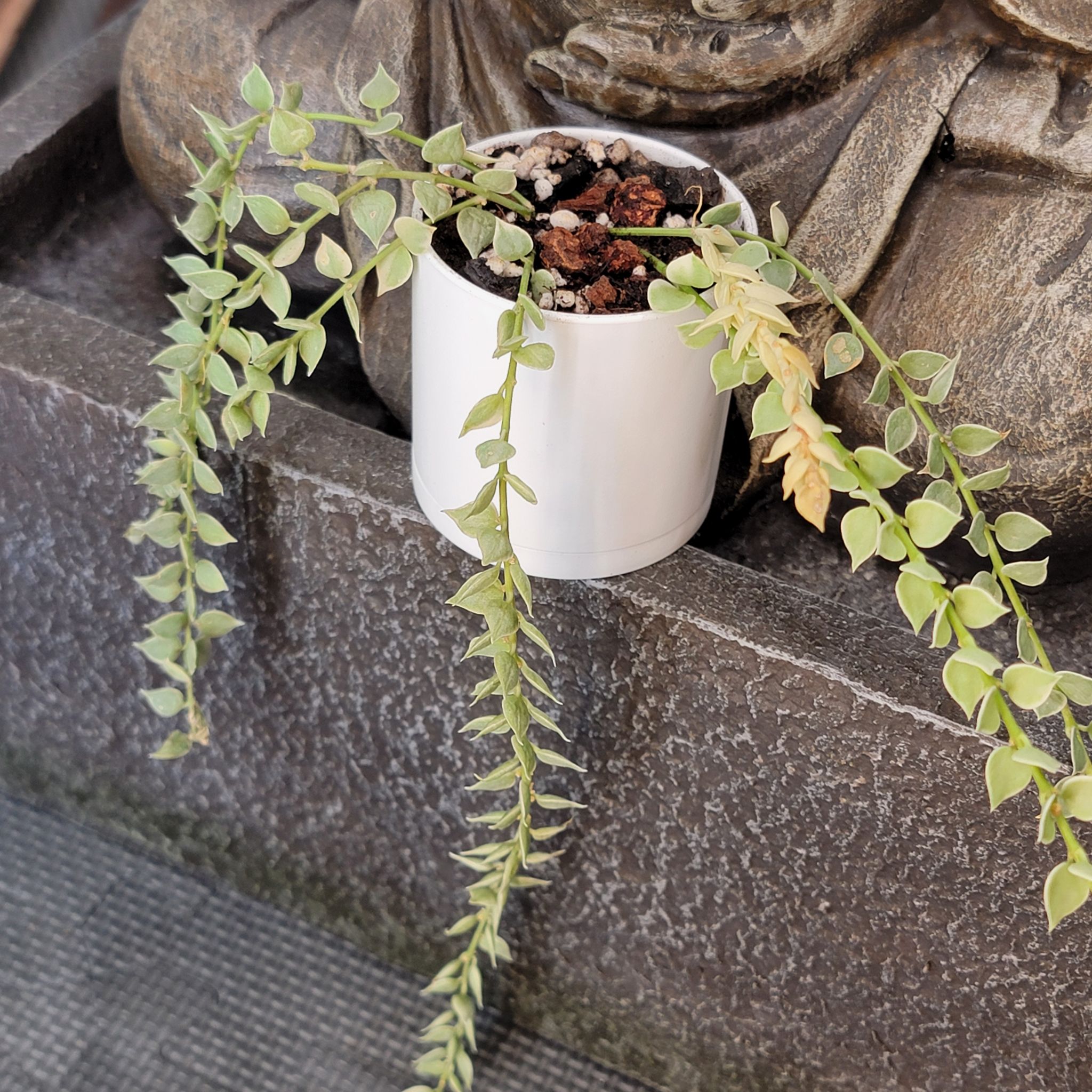 Million Hearts Dischidia plant in a white pot with trailing stems and some yellowing leaves.