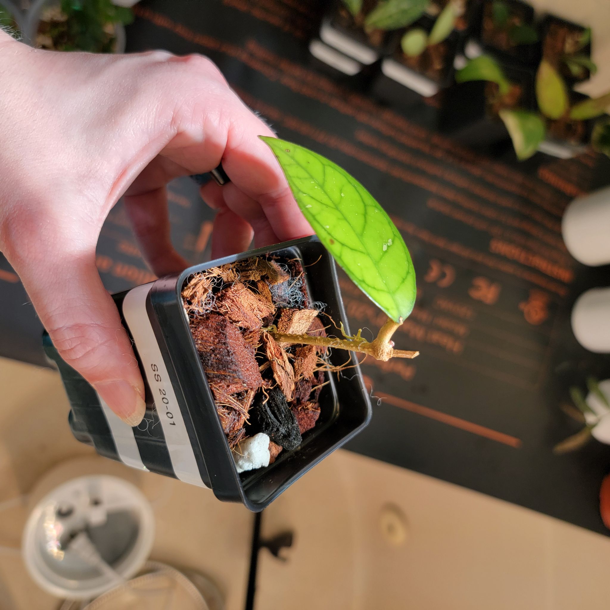 Hoya crassipetiolata plant in a small pot with visible soil, held by a hand.