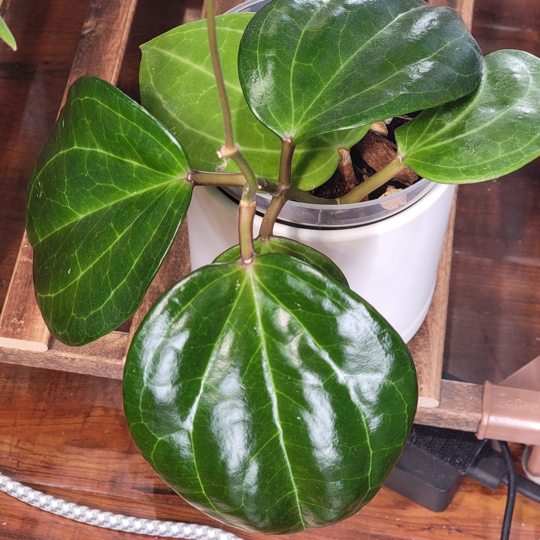 Photo of the plant species Dinner-plate Hoya by @Bunny413 named Denny on Greg, the plant care app
