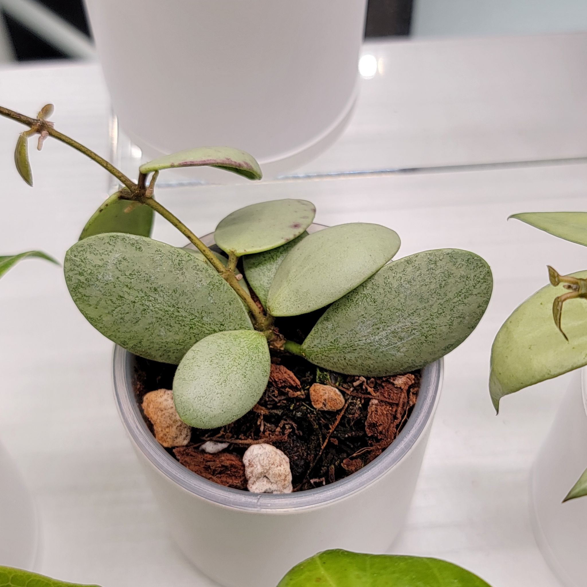 Photo of the plant species Hoya ETS-10 by @Bunny413 named ET on Greg, the plant care app