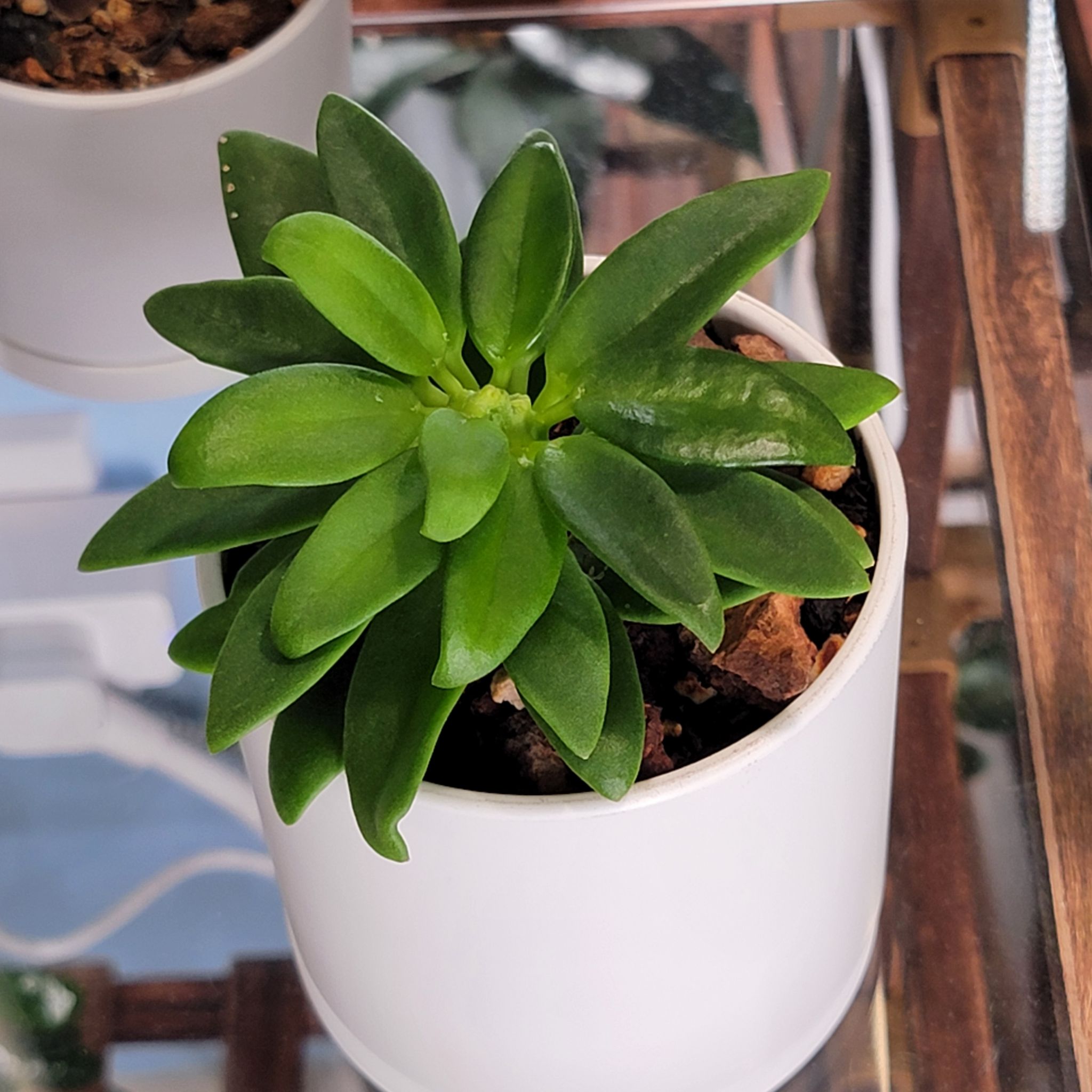 Photo of the plant species hoya pachycleda by @Bunny413 named Lotus on Greg, the plant care app