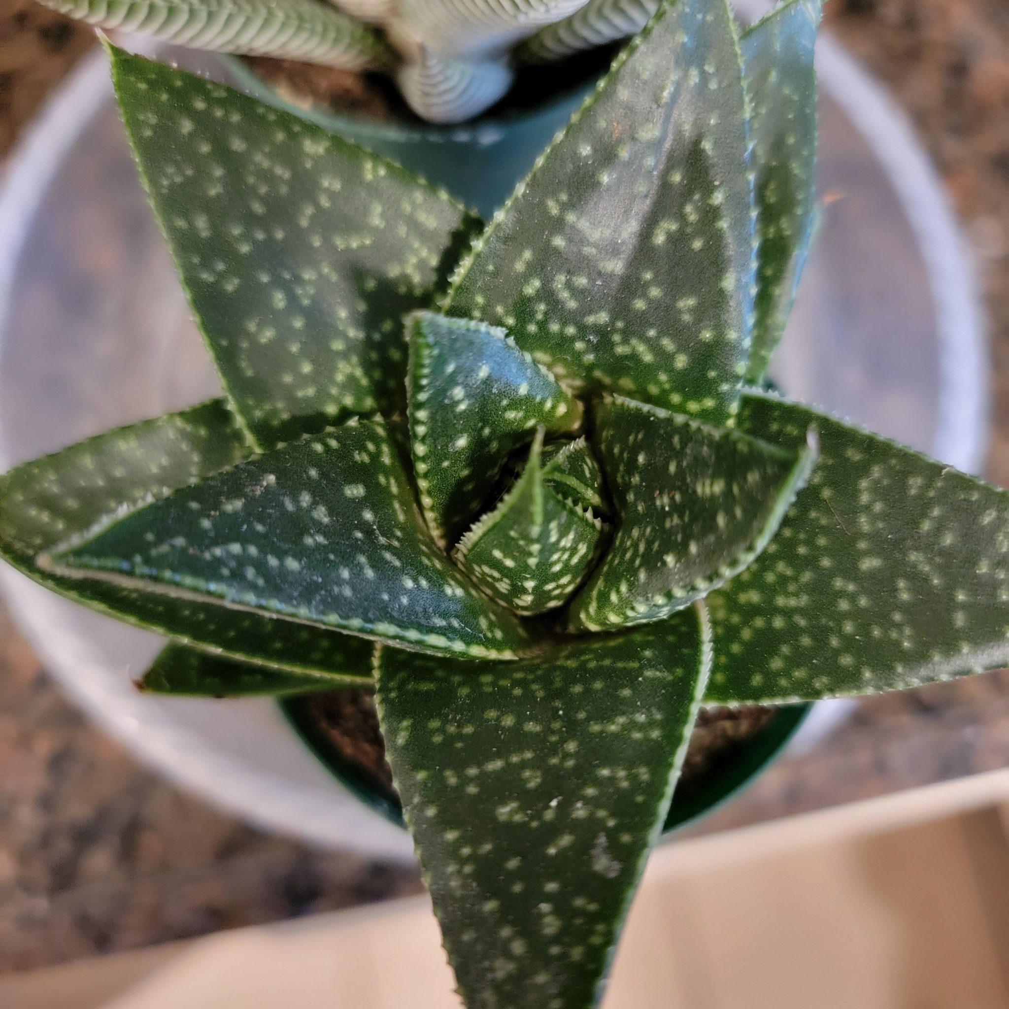 Photo of the plant species Limpopo Gasteraloe by @Bunny413 named Limpopo on Greg, the plant care app