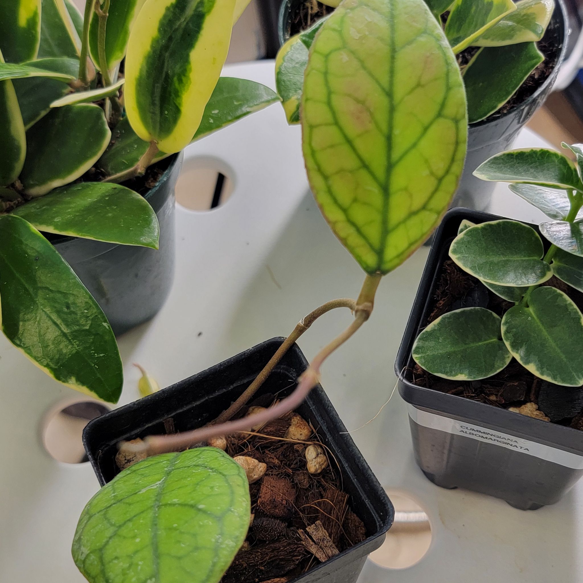 Photo of the plant species Hoya Irina by @Bunny413 named Irina on Greg, the plant care app