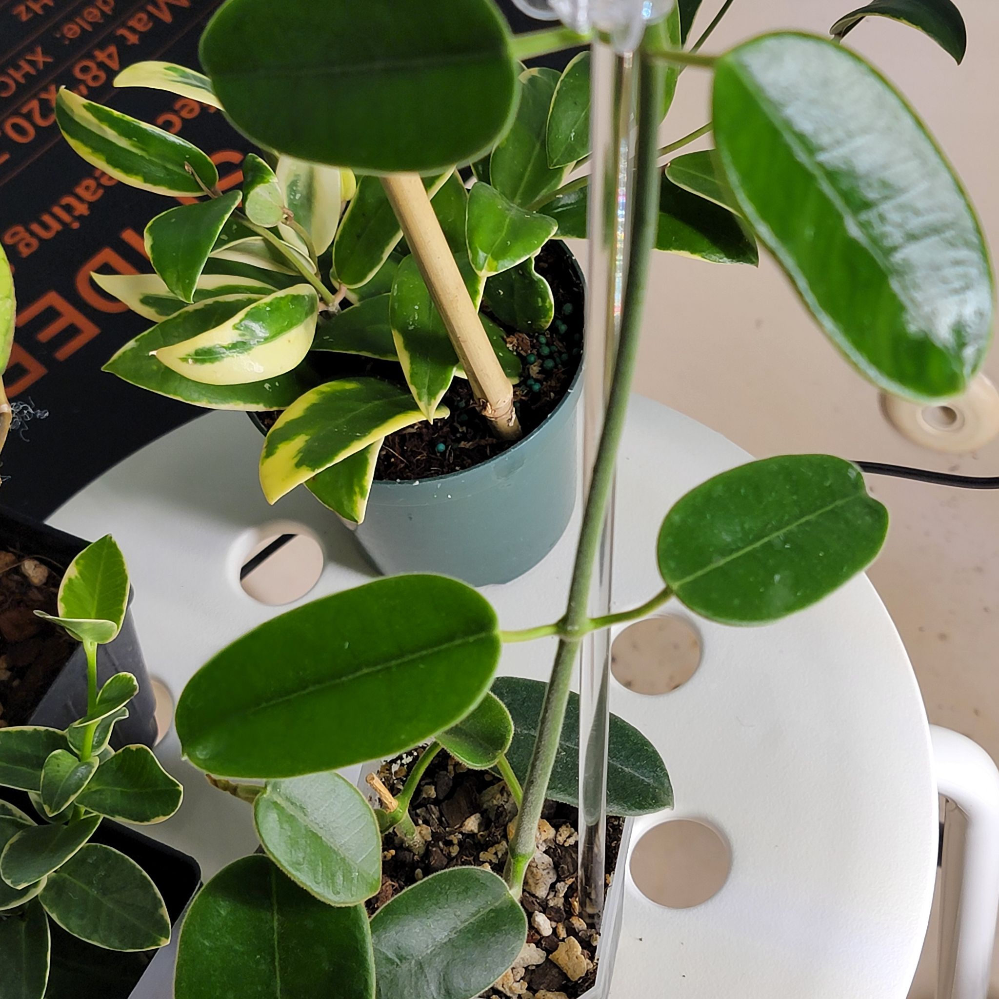 Photo of the plant species Hoya coronaria by @Bunny413 named Aria on Greg, the plant care app