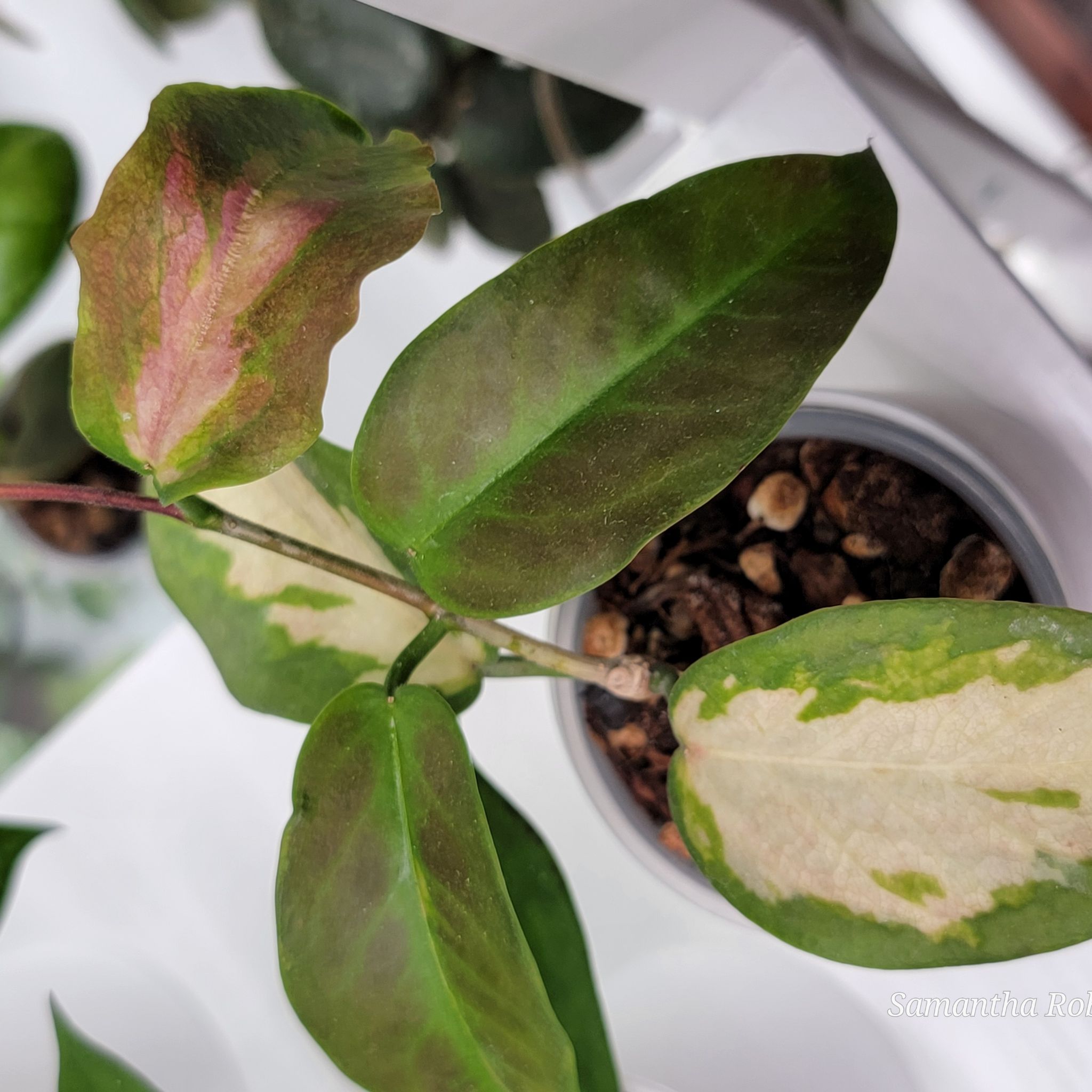 Photo of the plant species Hoya kenejiana variegata by @Bunny413 named Kenejiana on Greg, the plant care app