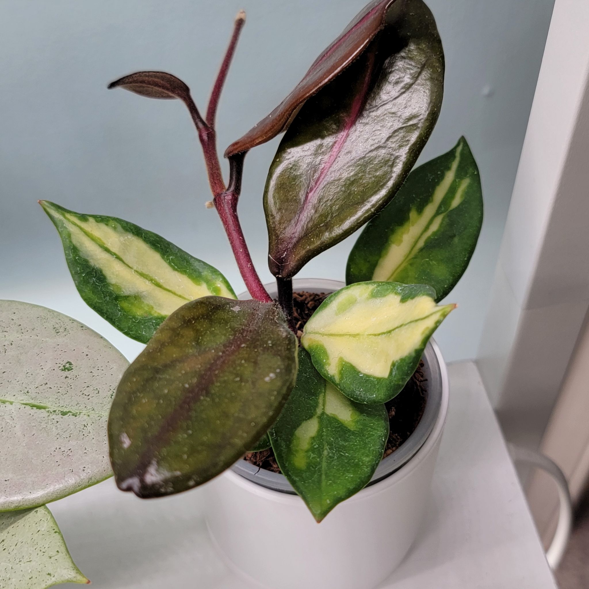 Photo of the plant species Hoya C. Brazil by @Bunny413 named Rio on Greg, the plant care app